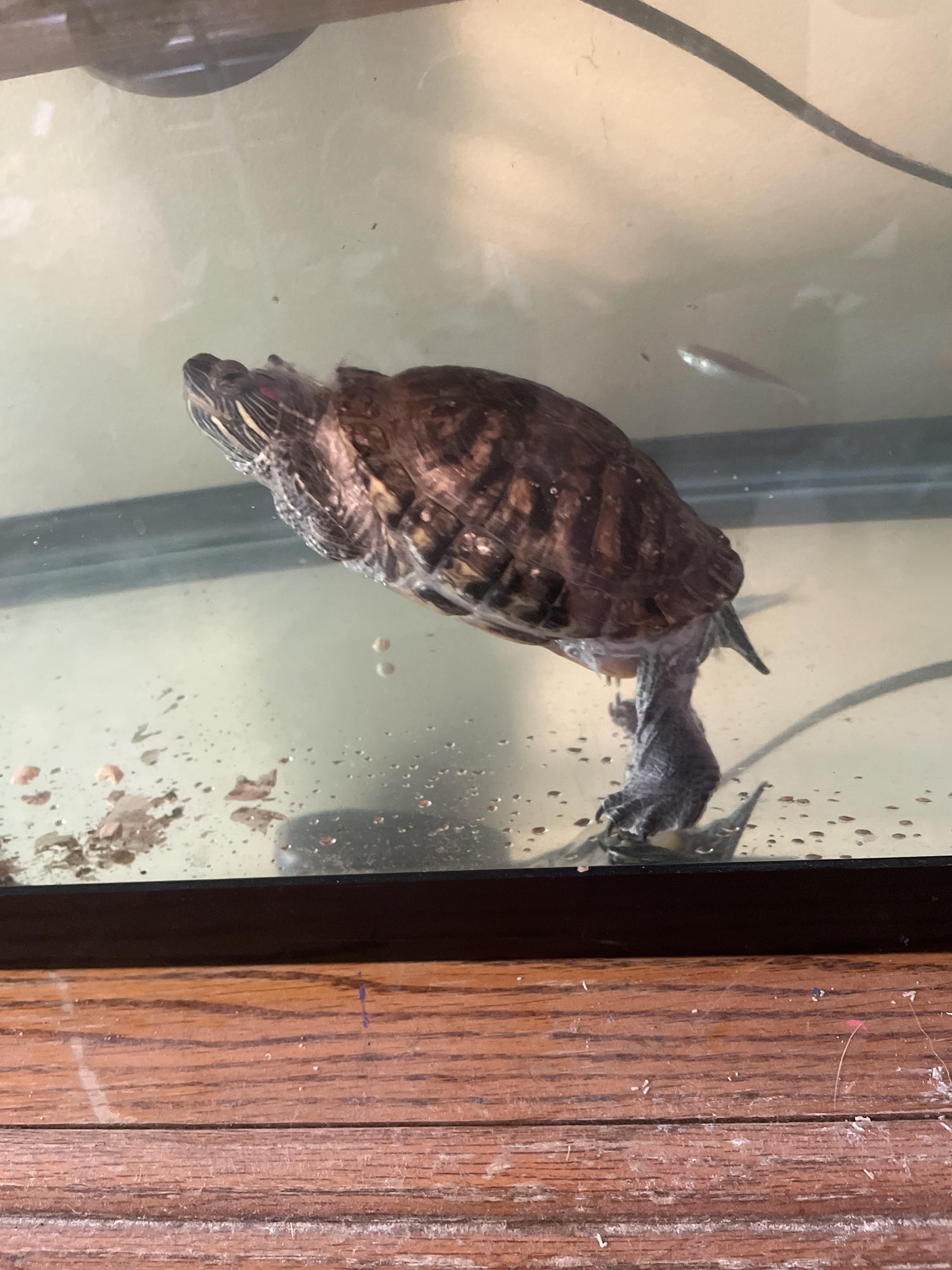 Hi, meet salmonella! r/turtle
