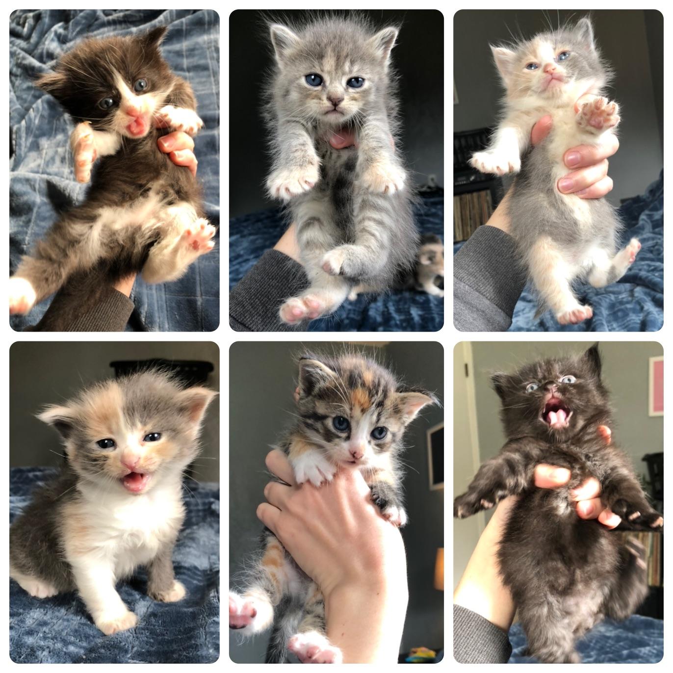 My first litter of foster kittens ) Only three weeks old! r/aww