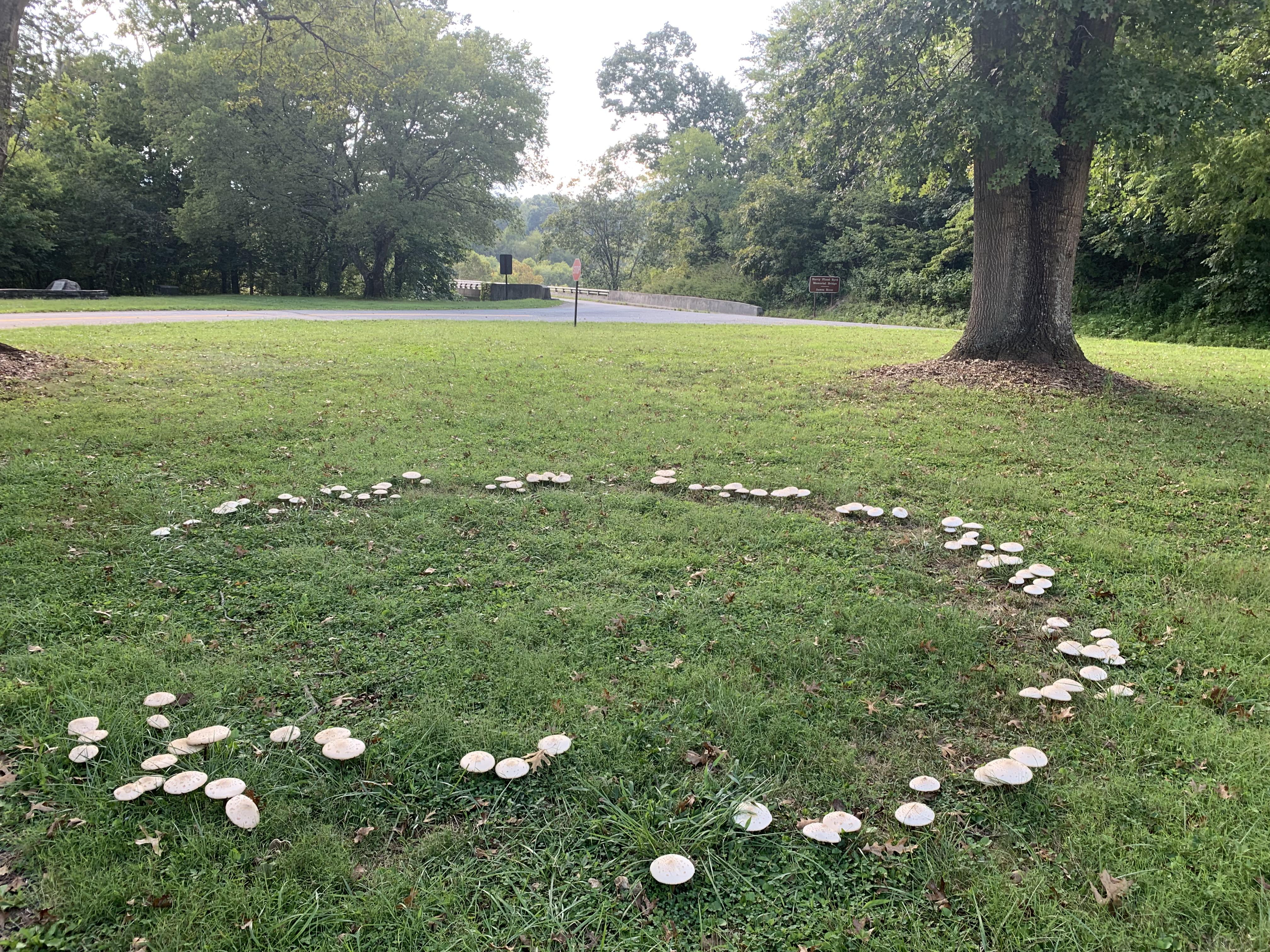 Mushroom ring I found today in Big Island, Virginia. Also known as a