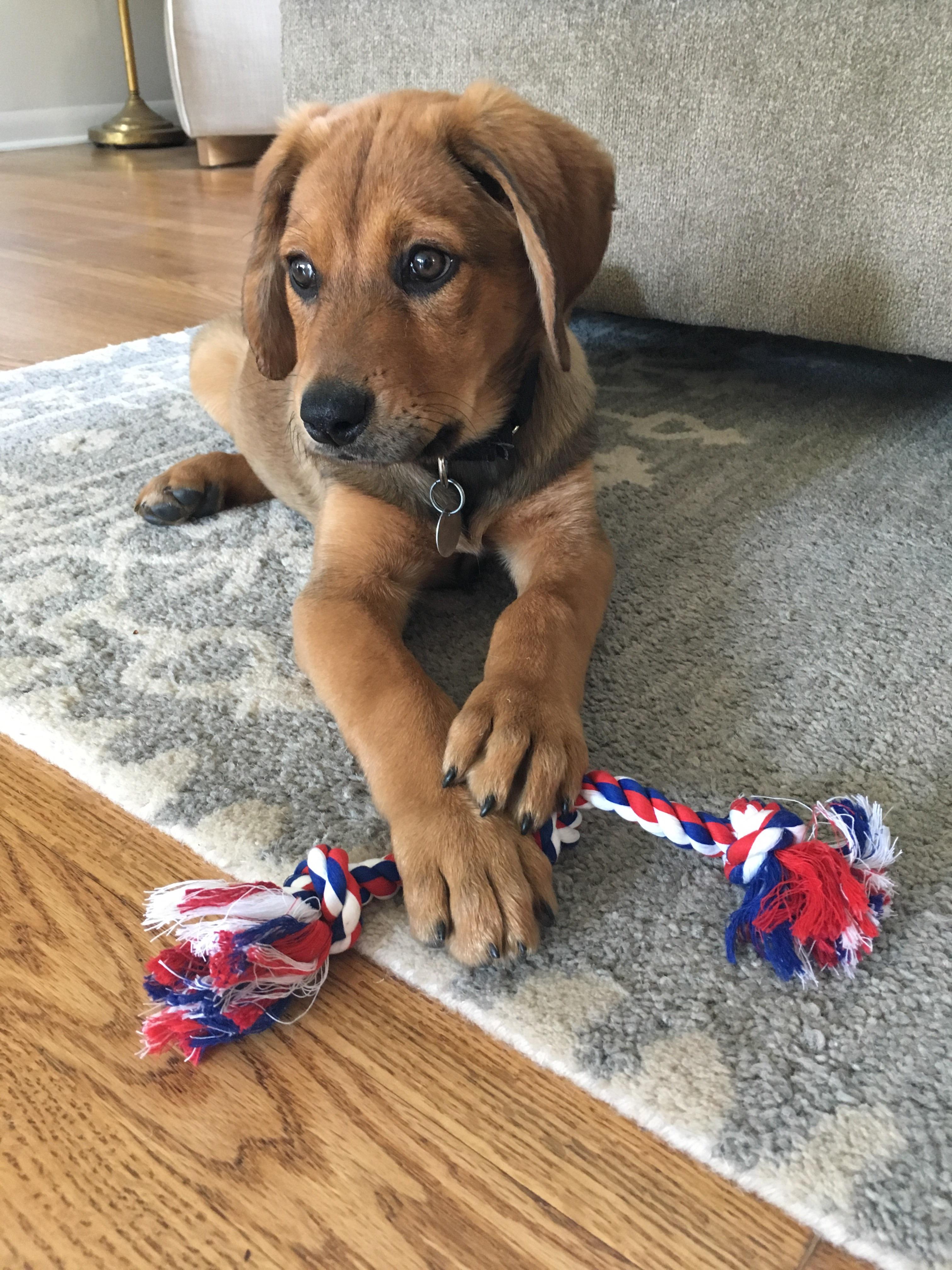 After years of waiting to get a dog, the wait is over! Reddit, meet