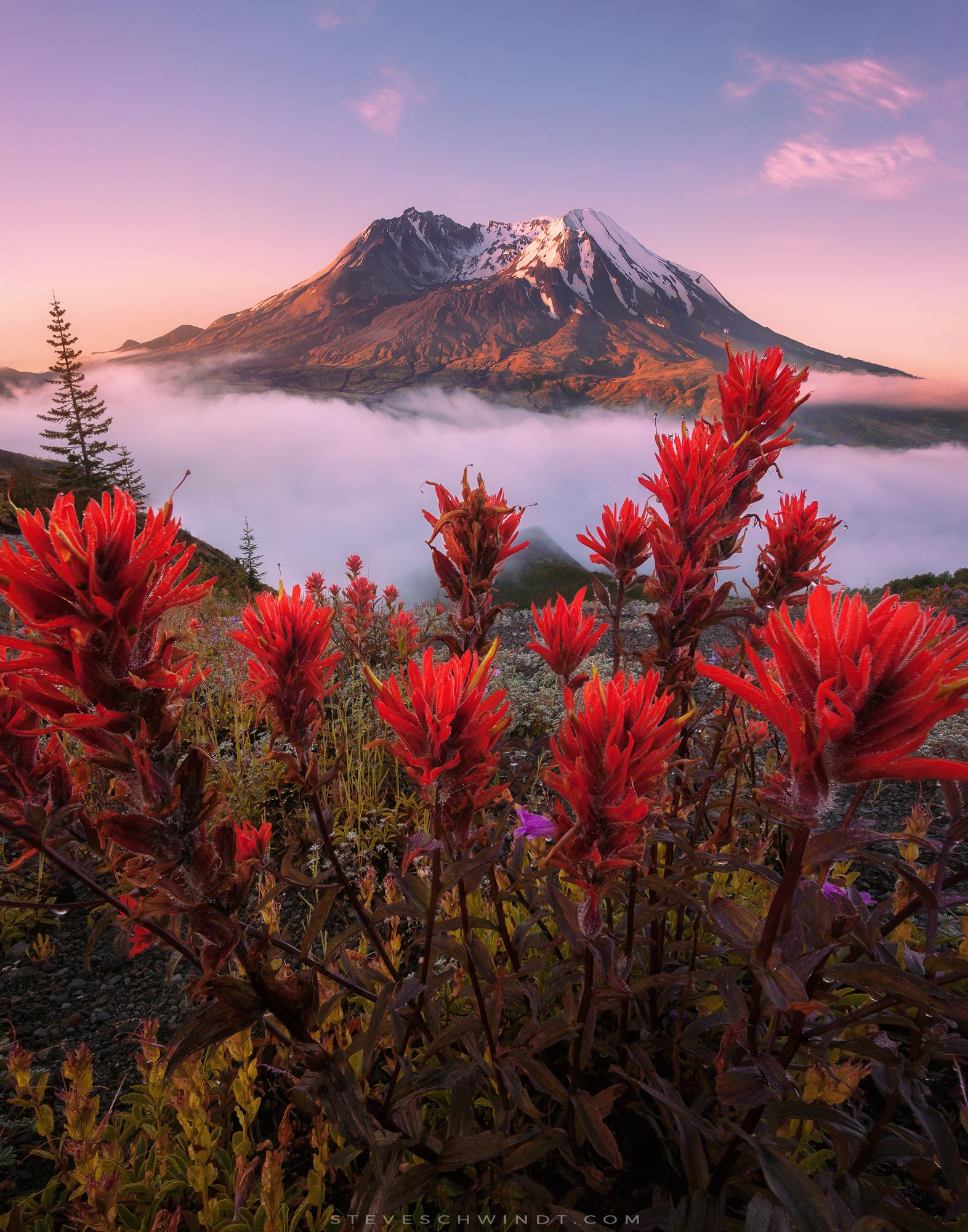 Clearing fog reveals vibrant wildflowers on a beautiful morning near
