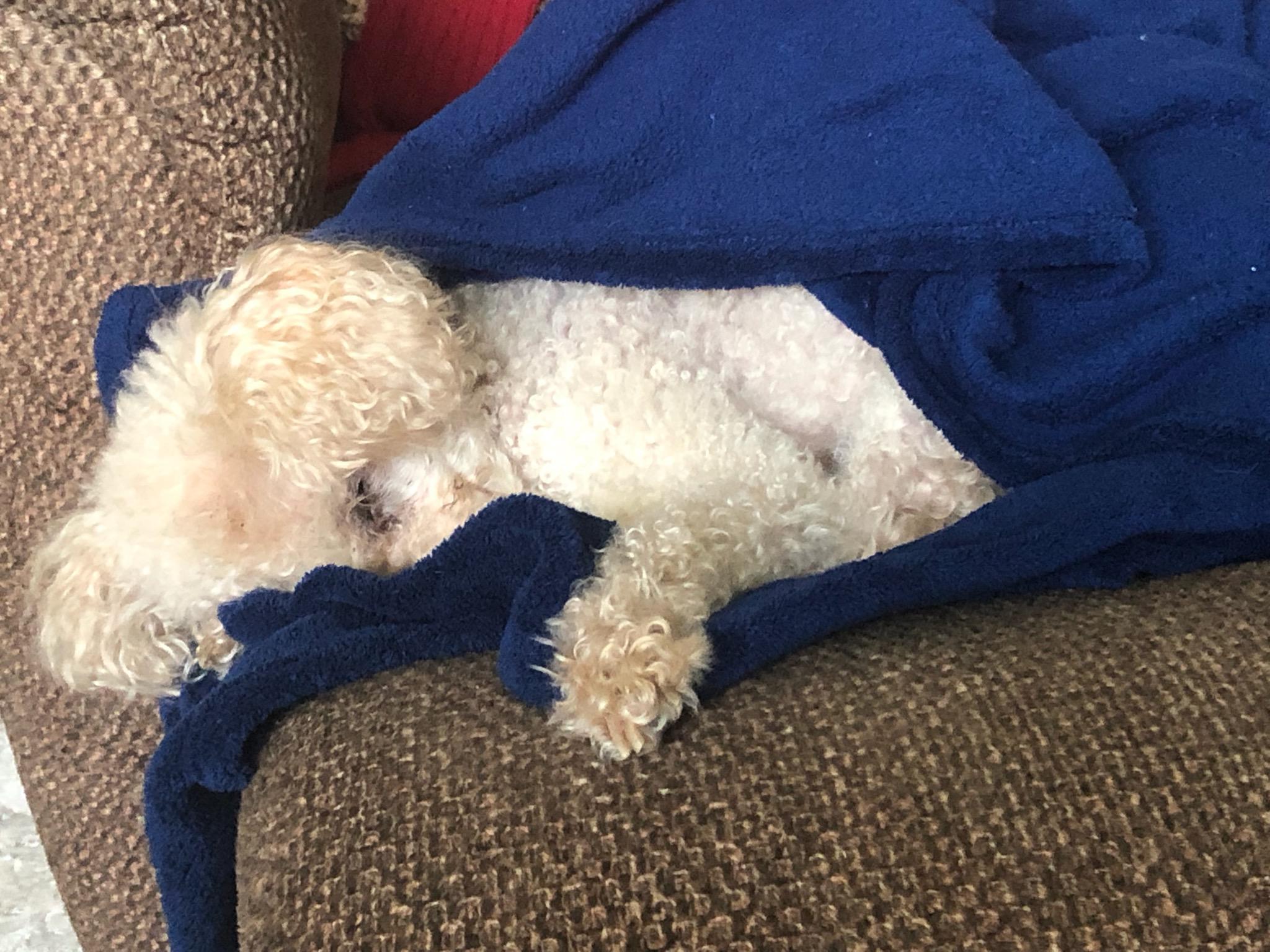 He likes to sleep like a burrito! r/poodles