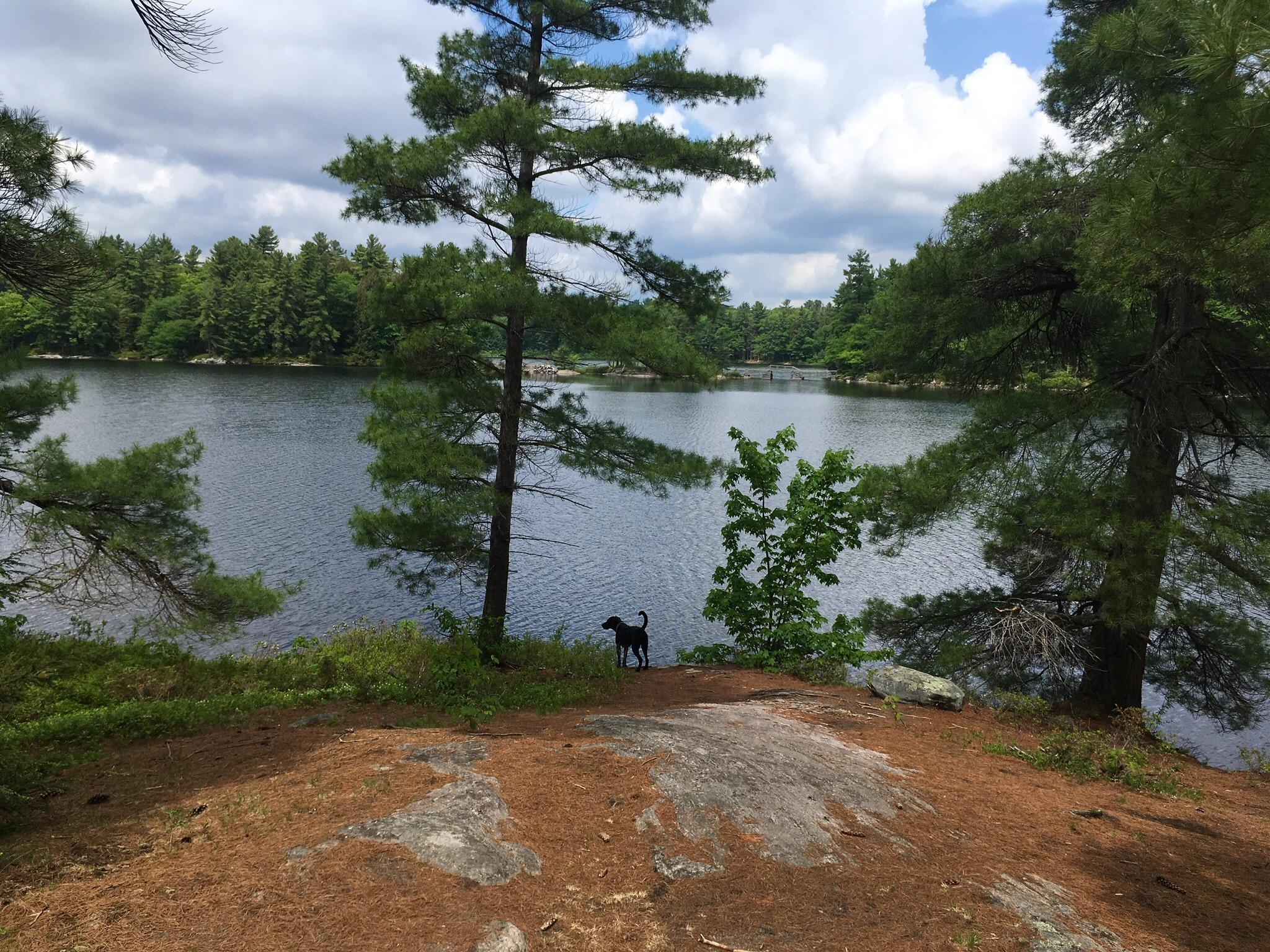 Hiking at Hardy Lake Trails in Muskoka r/CampingandHiking