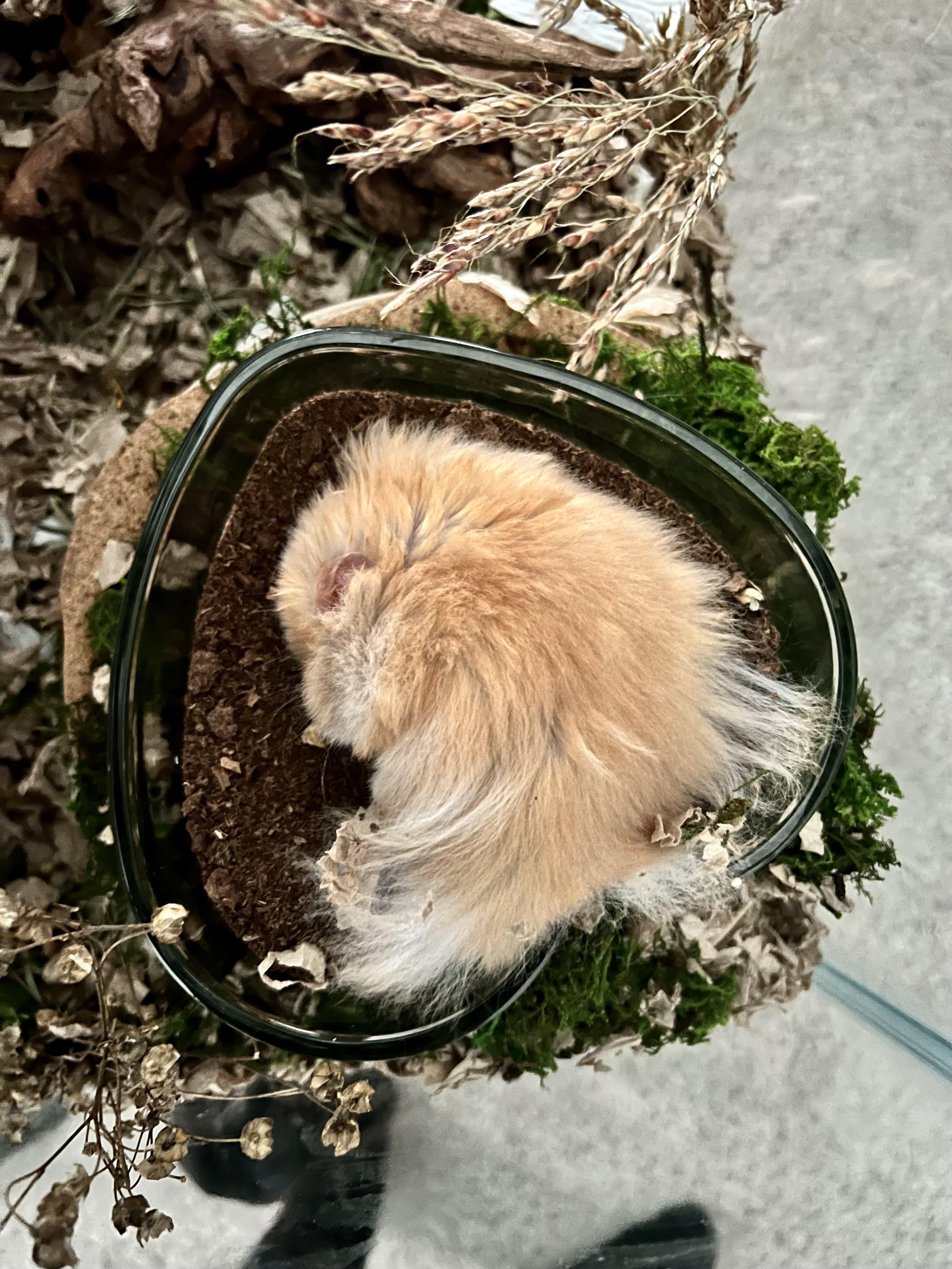 He really likes his peat moss. r/hamsters
