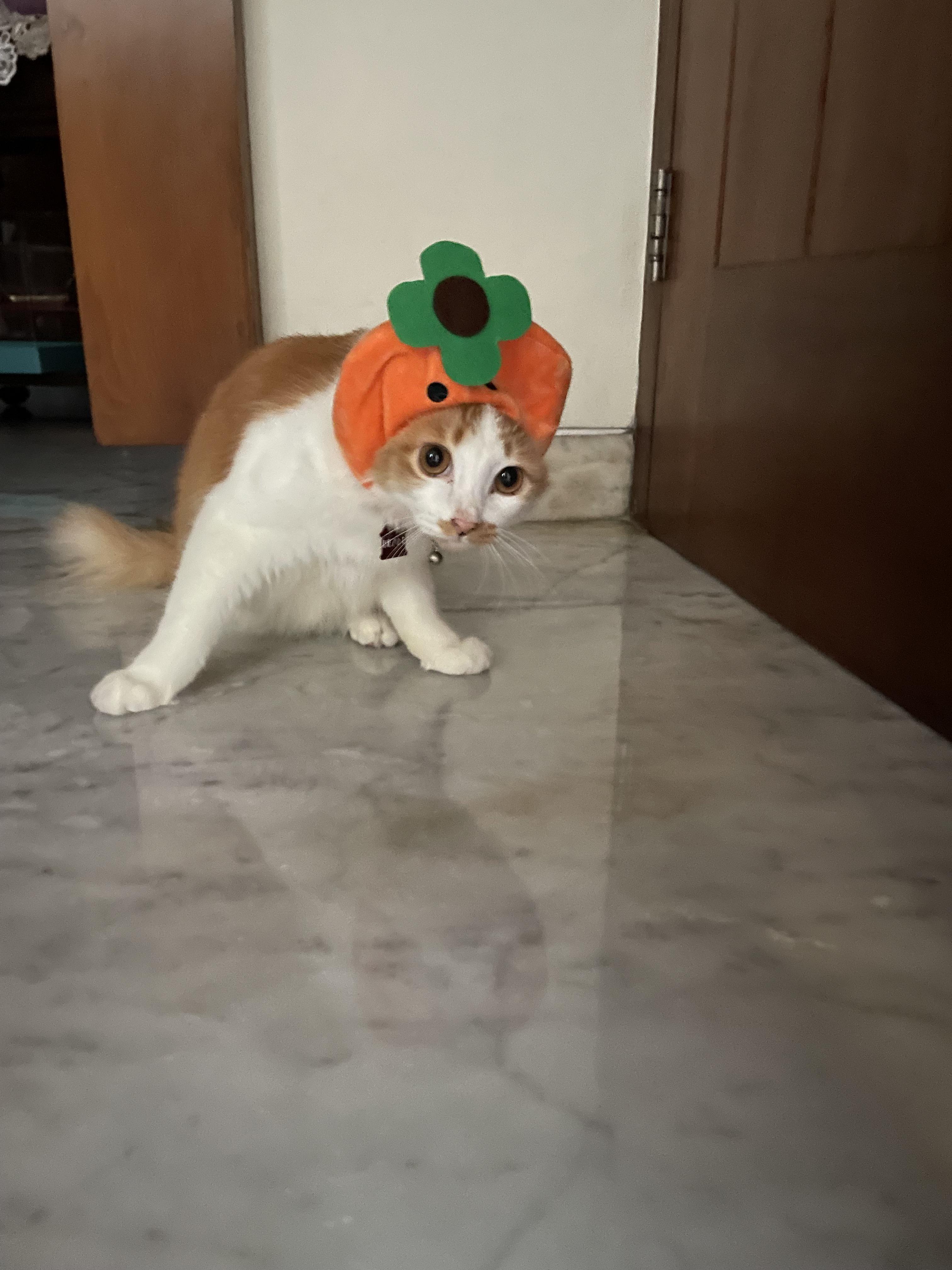 He stopped moving when I took this picture. Can cats camera