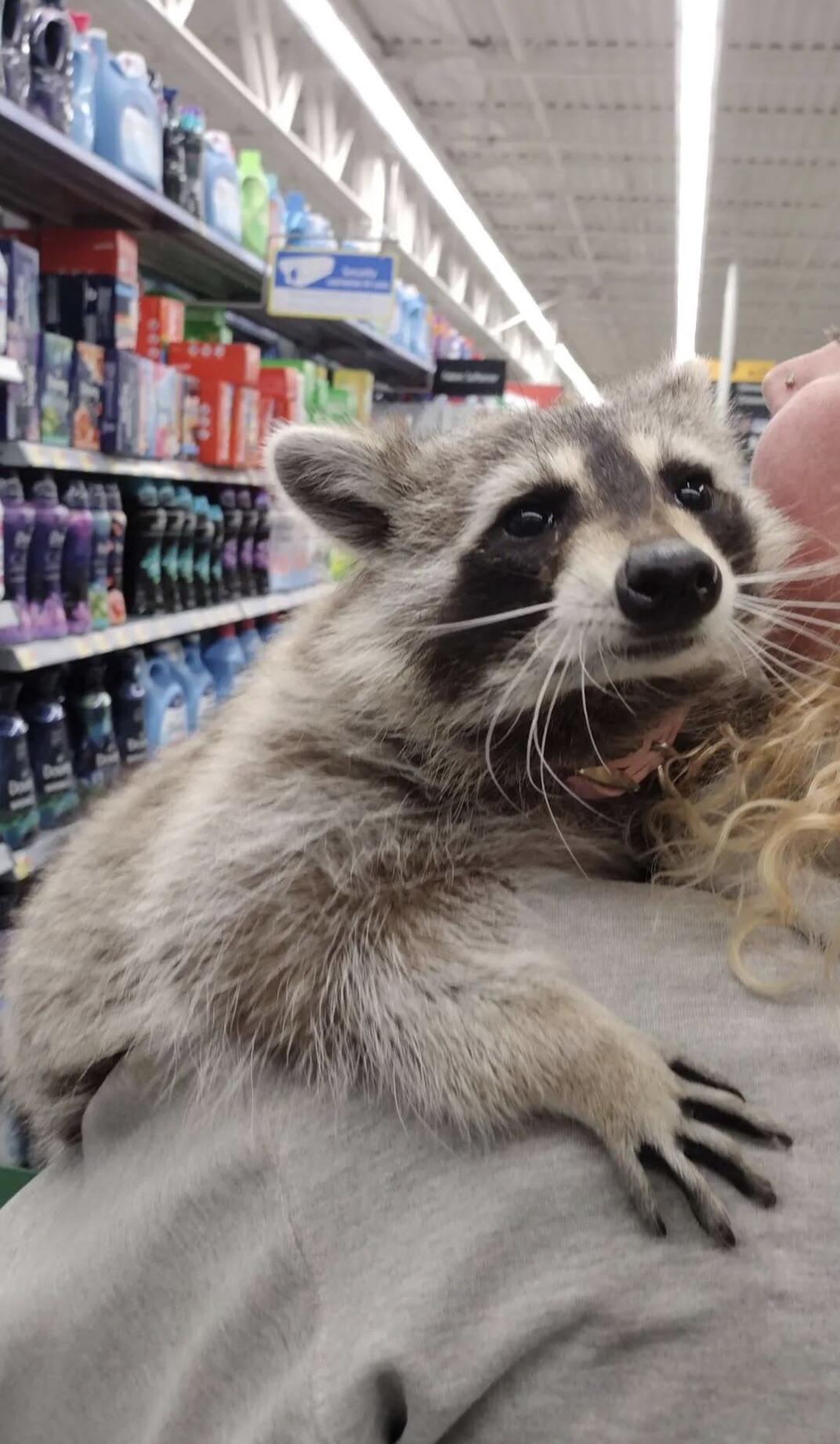 Customer brought in pet raccoon r/walmart