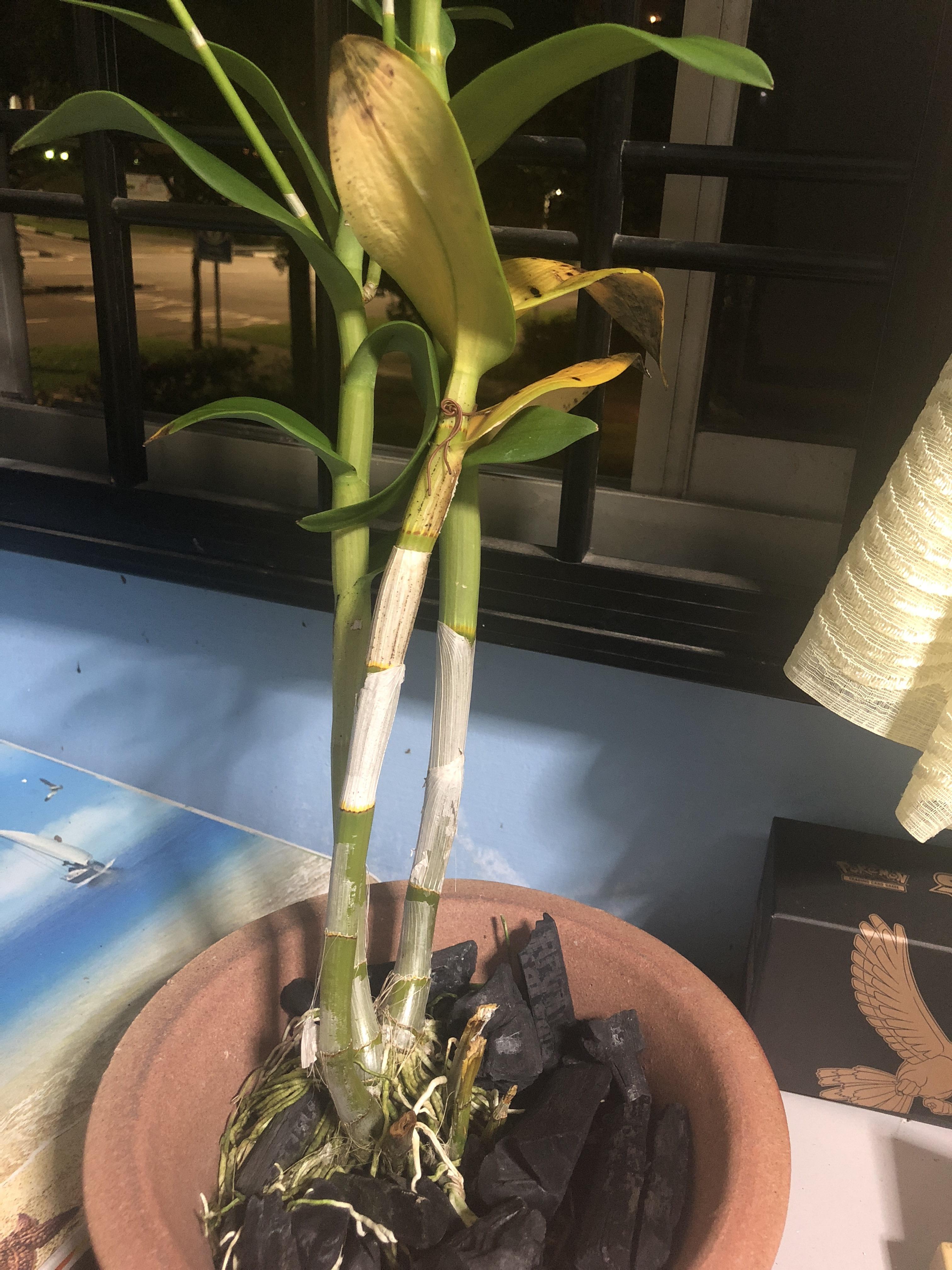 My dendrobium leaves are turning yellow r/orchids