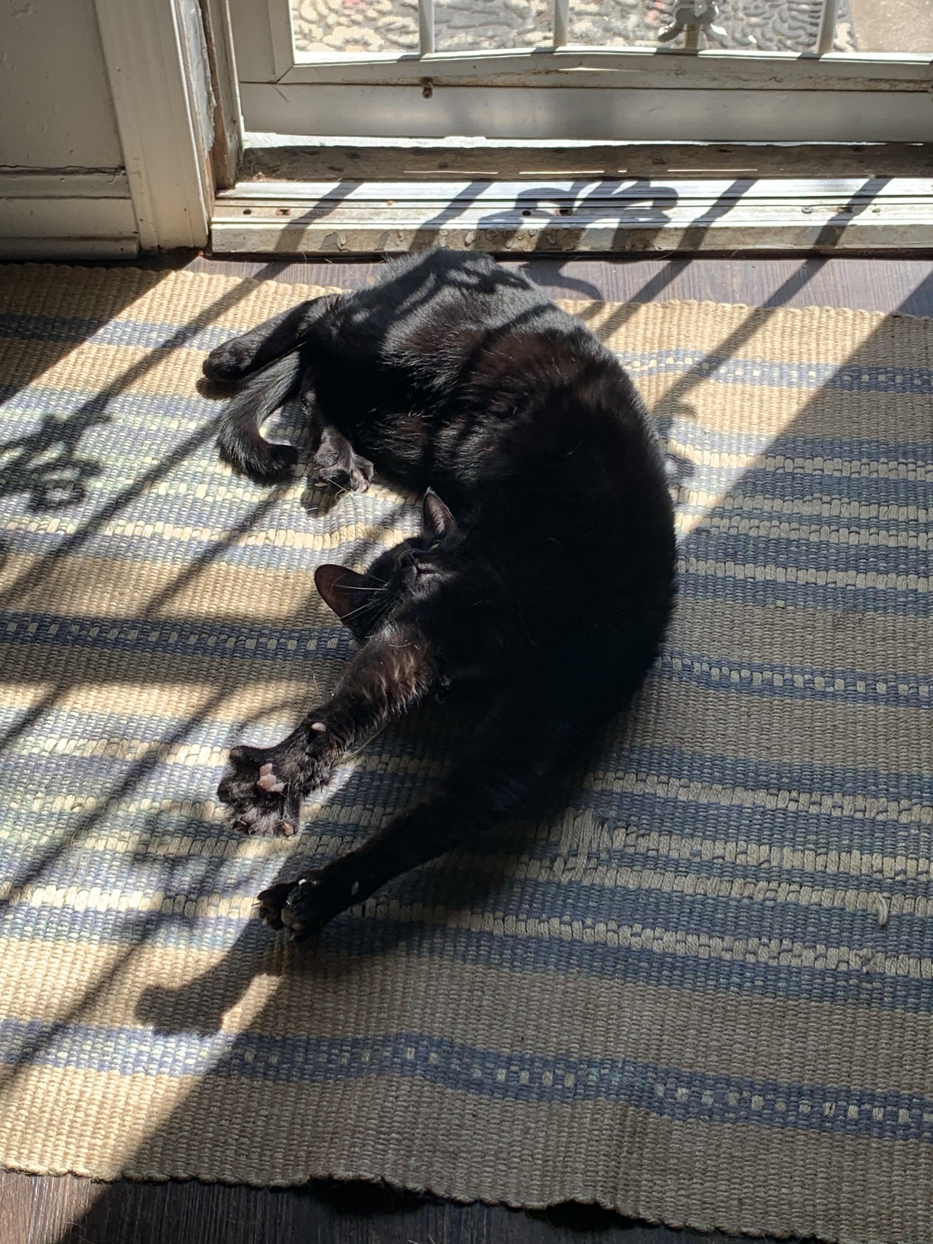 cat.exe is not responding, please update and try again r/StoppedWorking