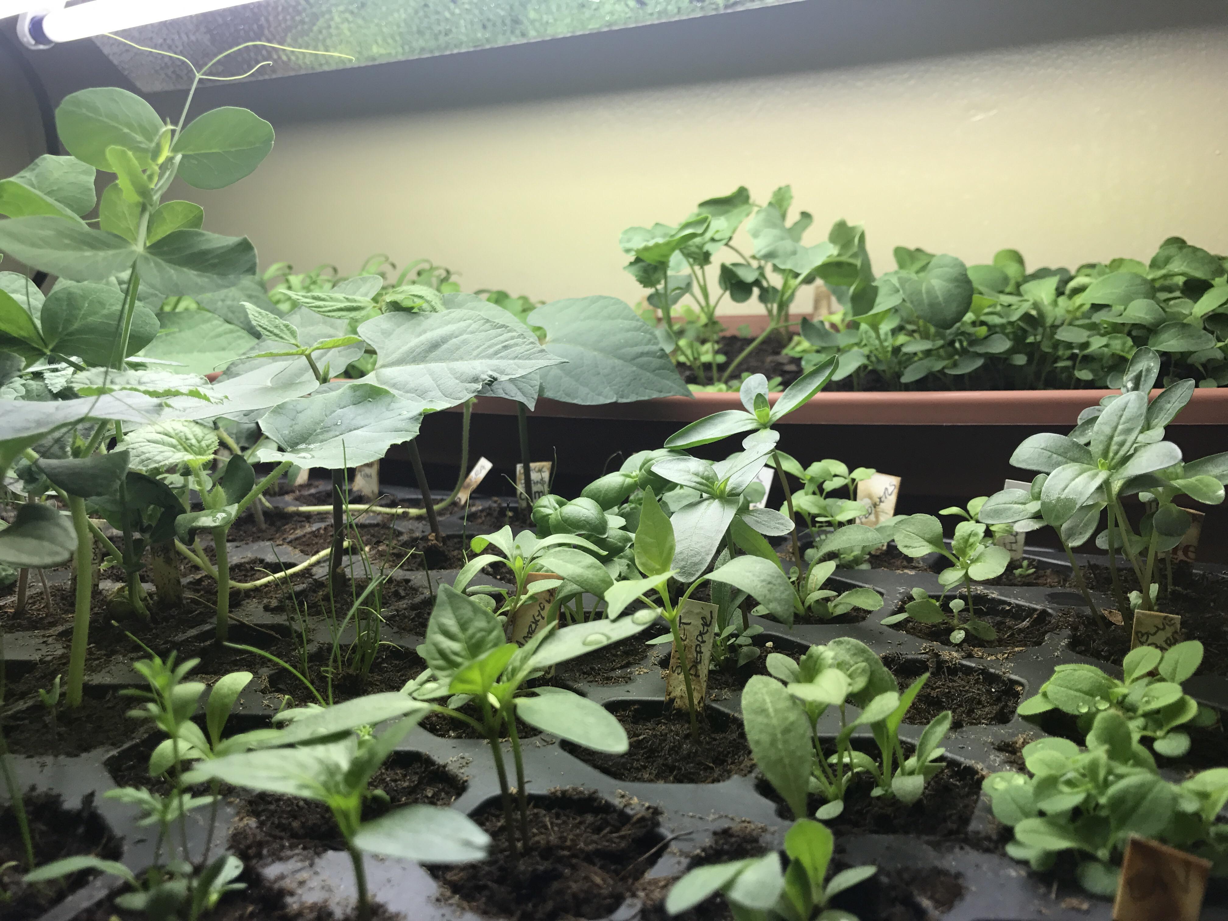 If I wish to grow fruit/veggies entirely indoors (as in never