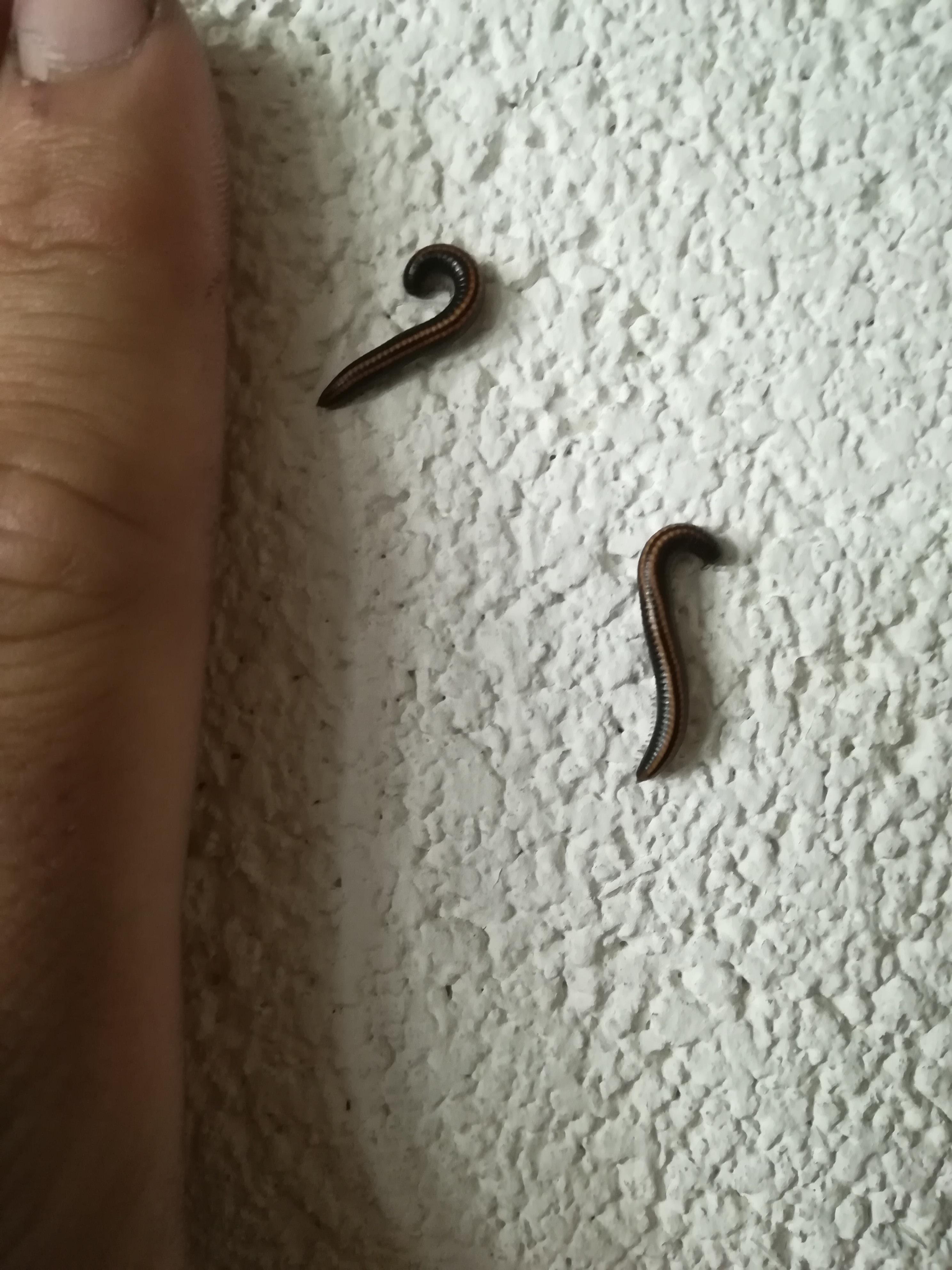 Small leech like bugs at my workplace, factory next to a field and they