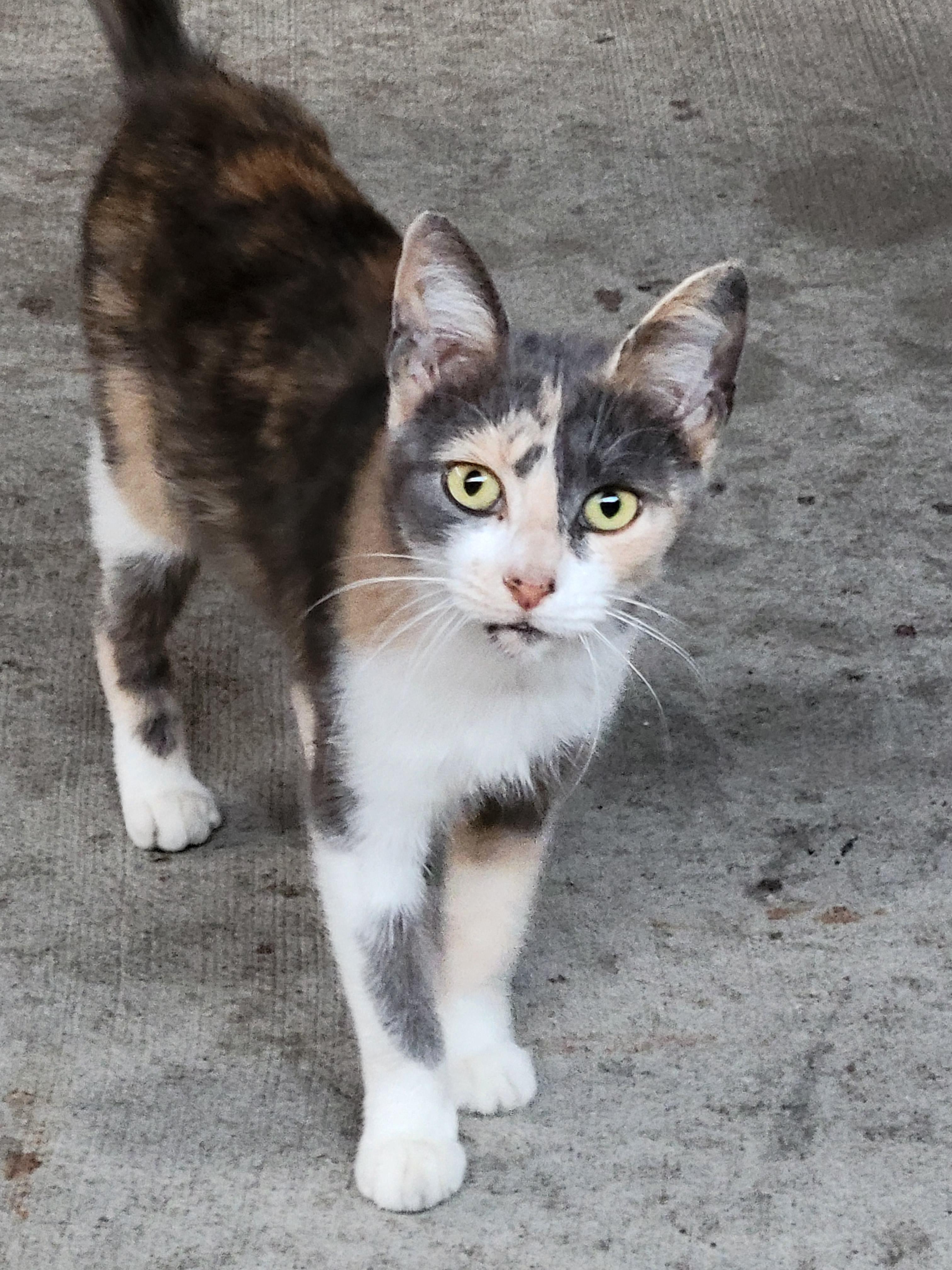 A beautiful male Calico stray showed up at work and he's 1 in