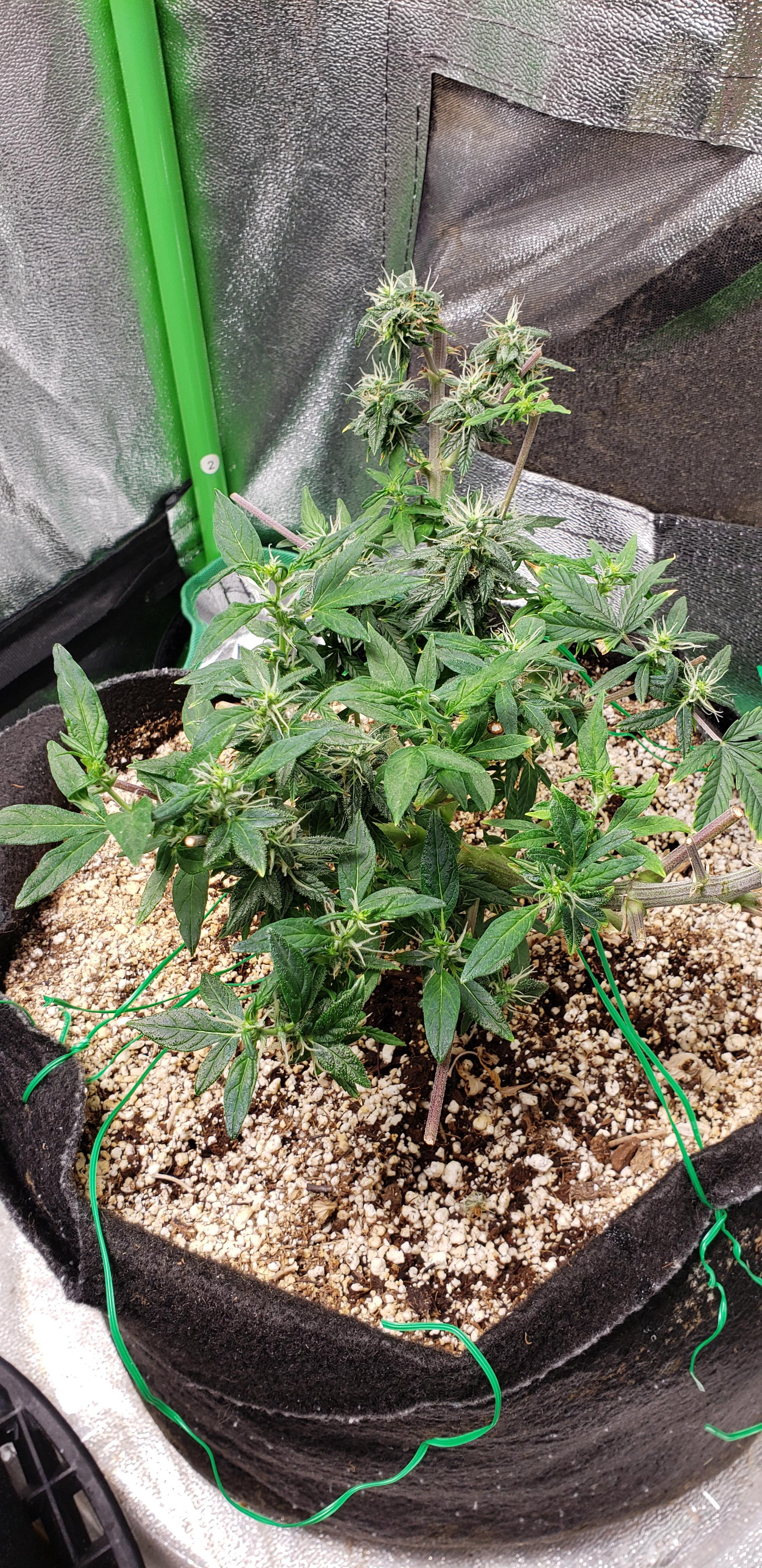 "Reveg" growth on an autoflower (I know you cant, just interesting