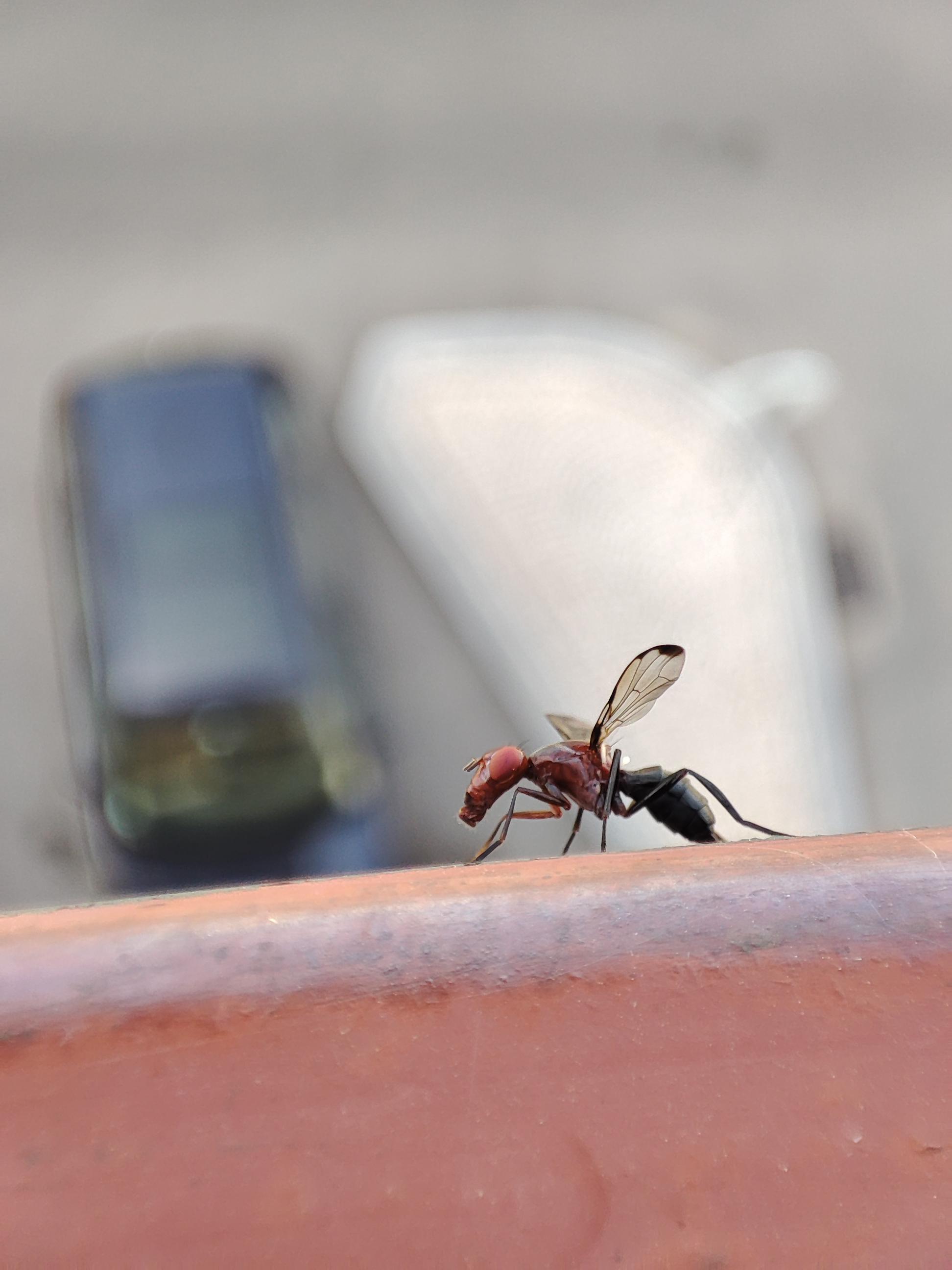 saw this bug in Portugal today, don't recall ever seeing one. only pic