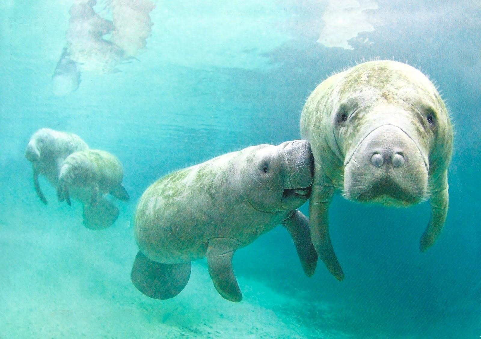 Manatee calves are around 6070 lbs at birth and about 34 feet long