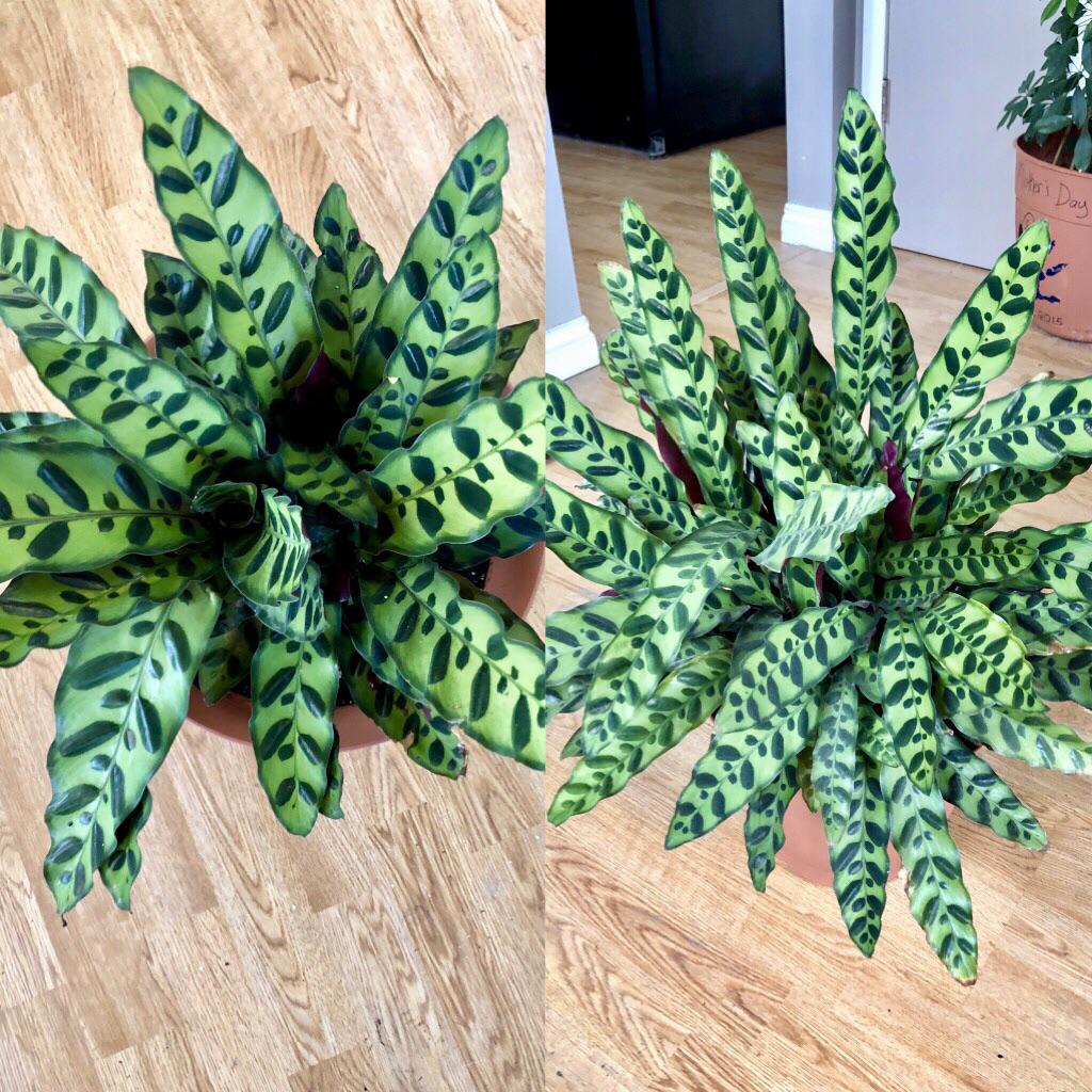 So happy with the progress of my Rattlesnake Plant! 14 months of growth