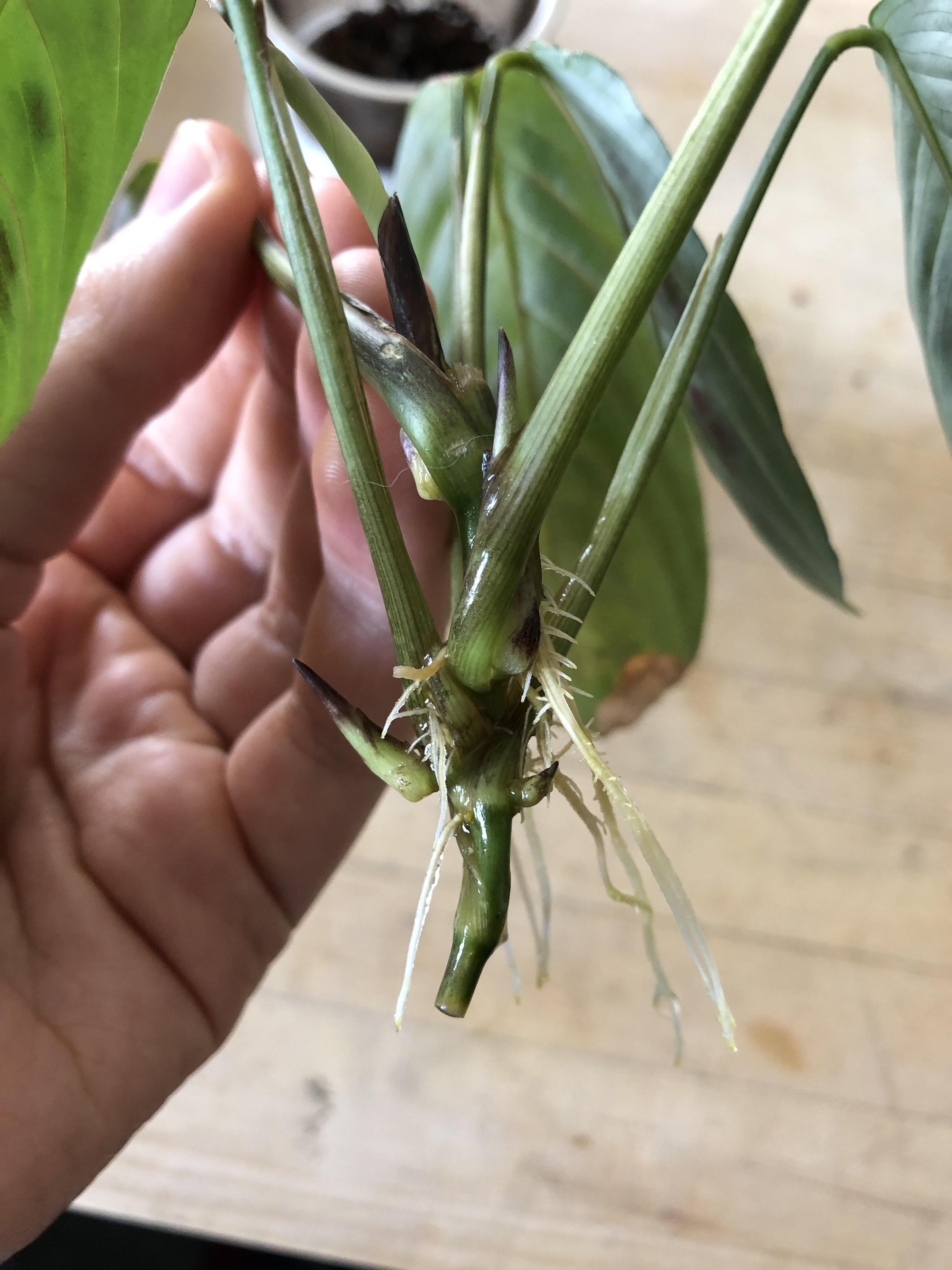 My water propagated prayer plant is putting out new stems. Can I