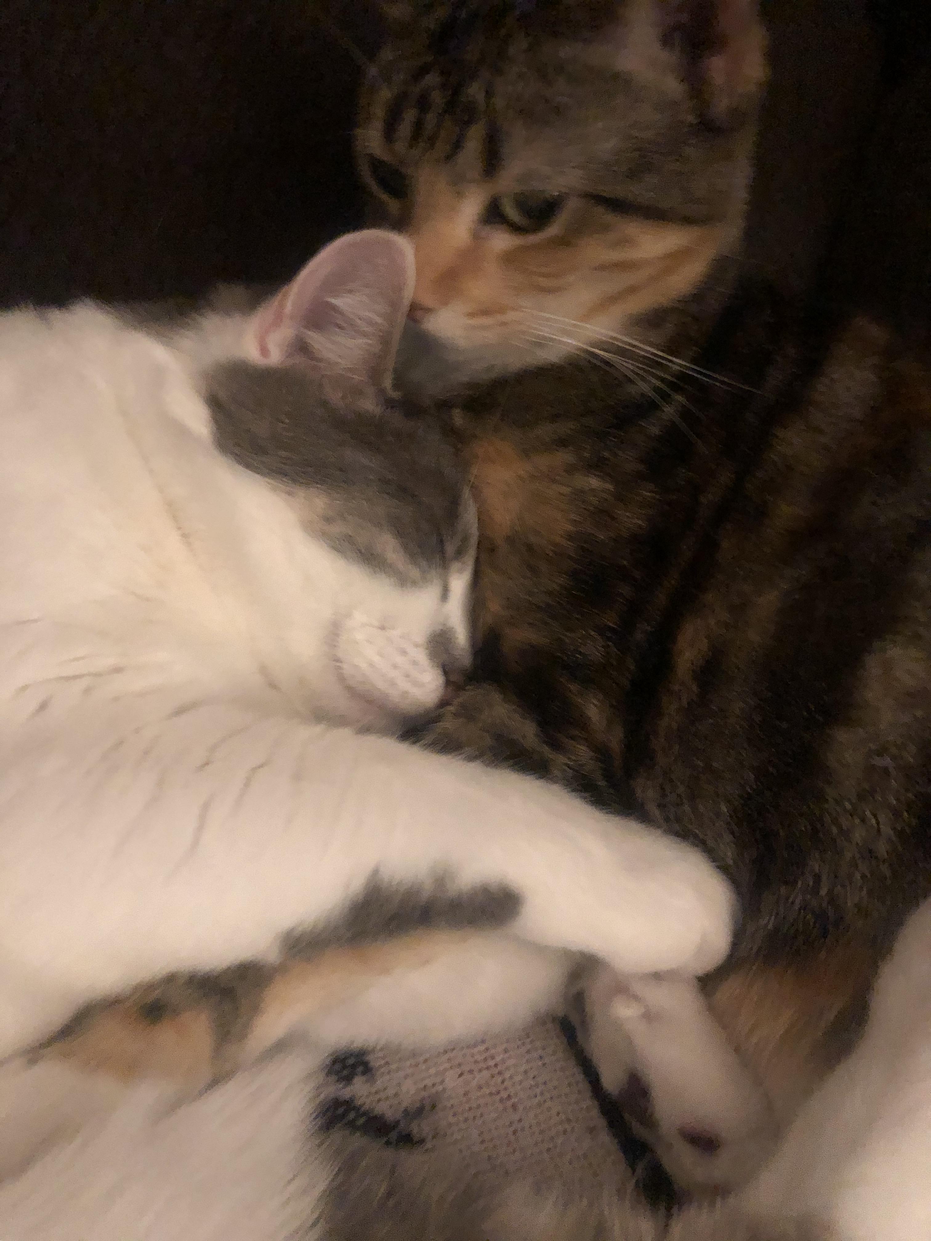 My cats snuggled up together r/Eyebleach