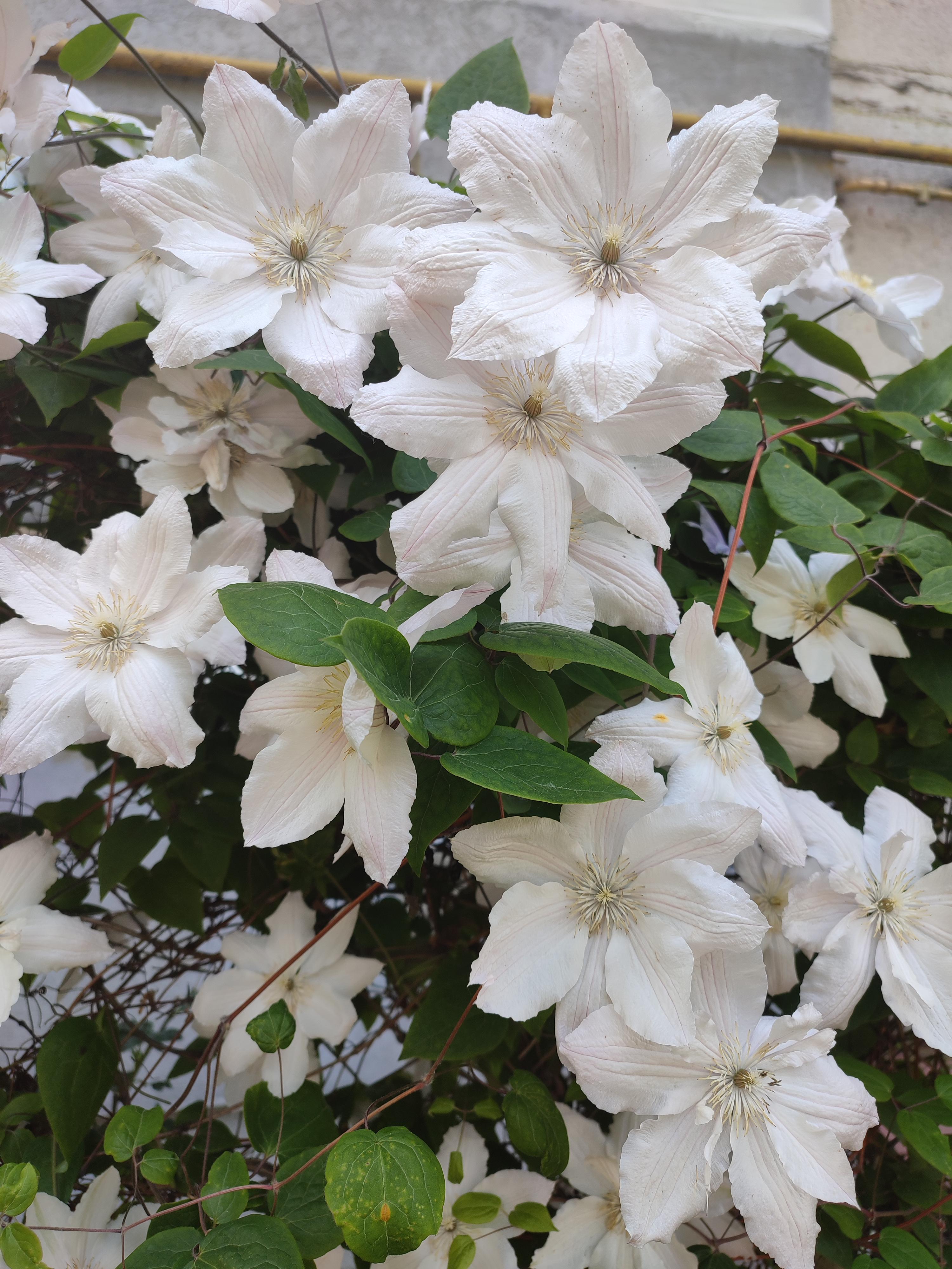 White clematis r/BotanicalPorn