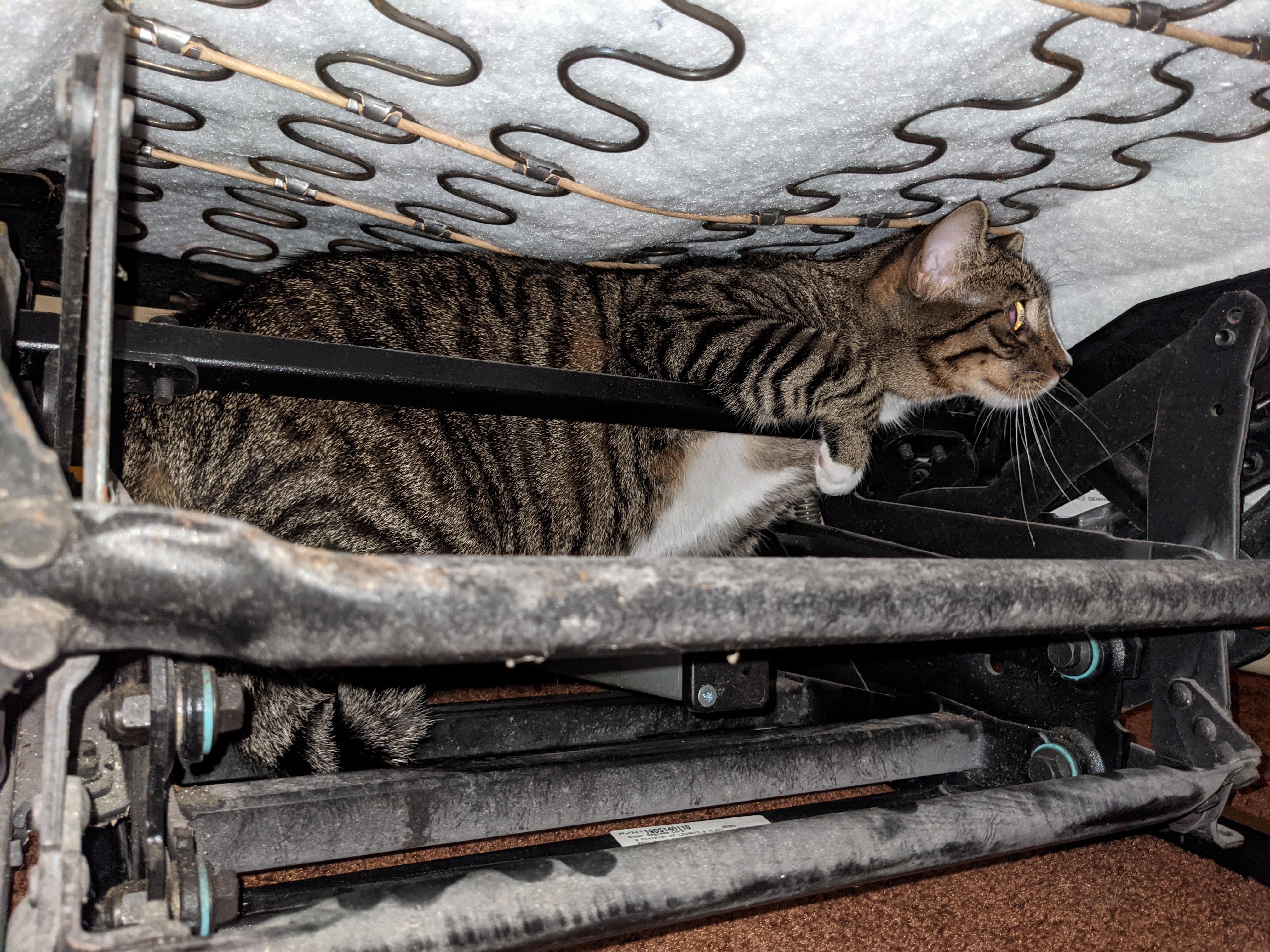 This is a terrifying photo of my cat under the power lift recliner my mom just got. How do I