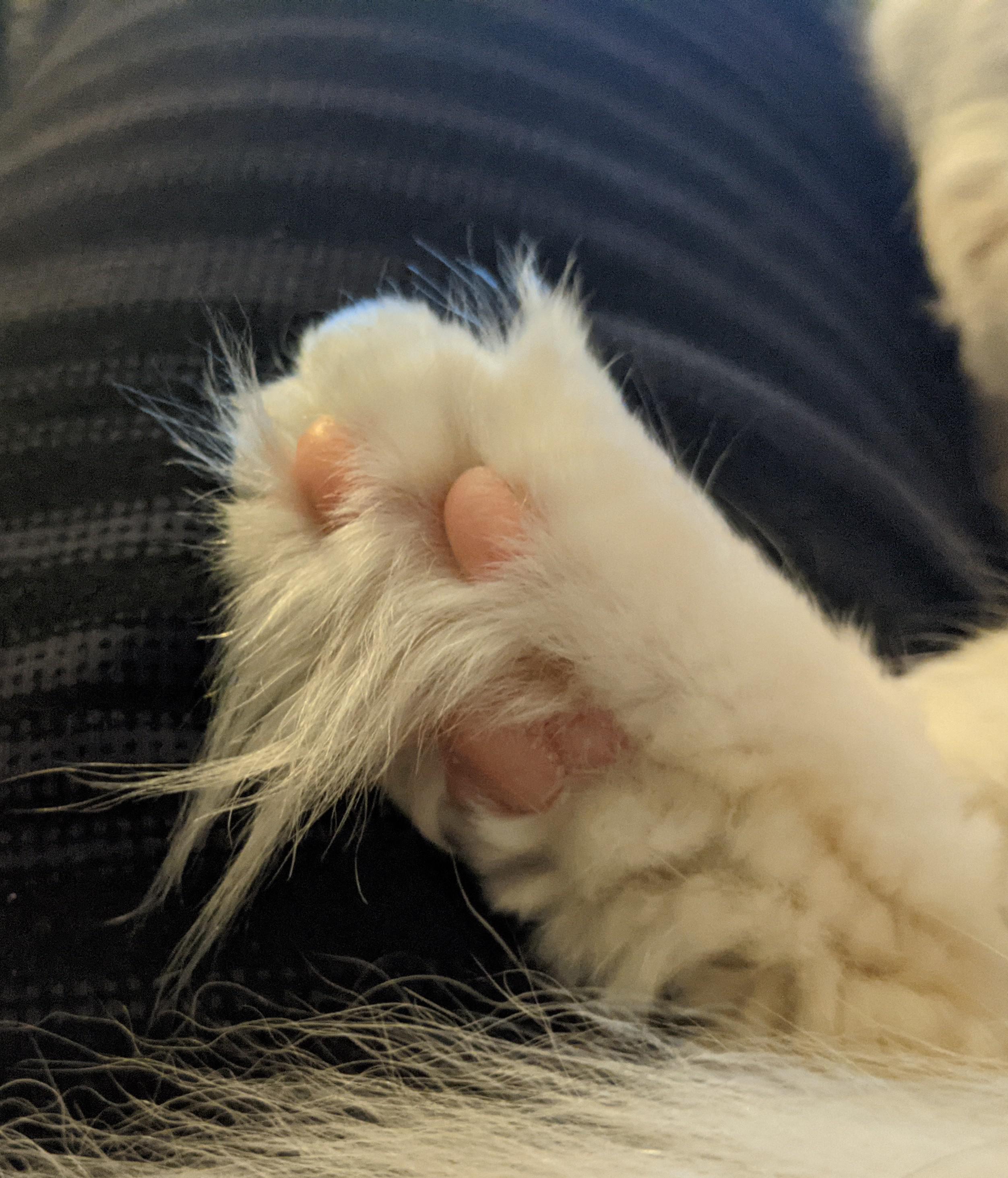 Toe tufts. That is all. r/aww