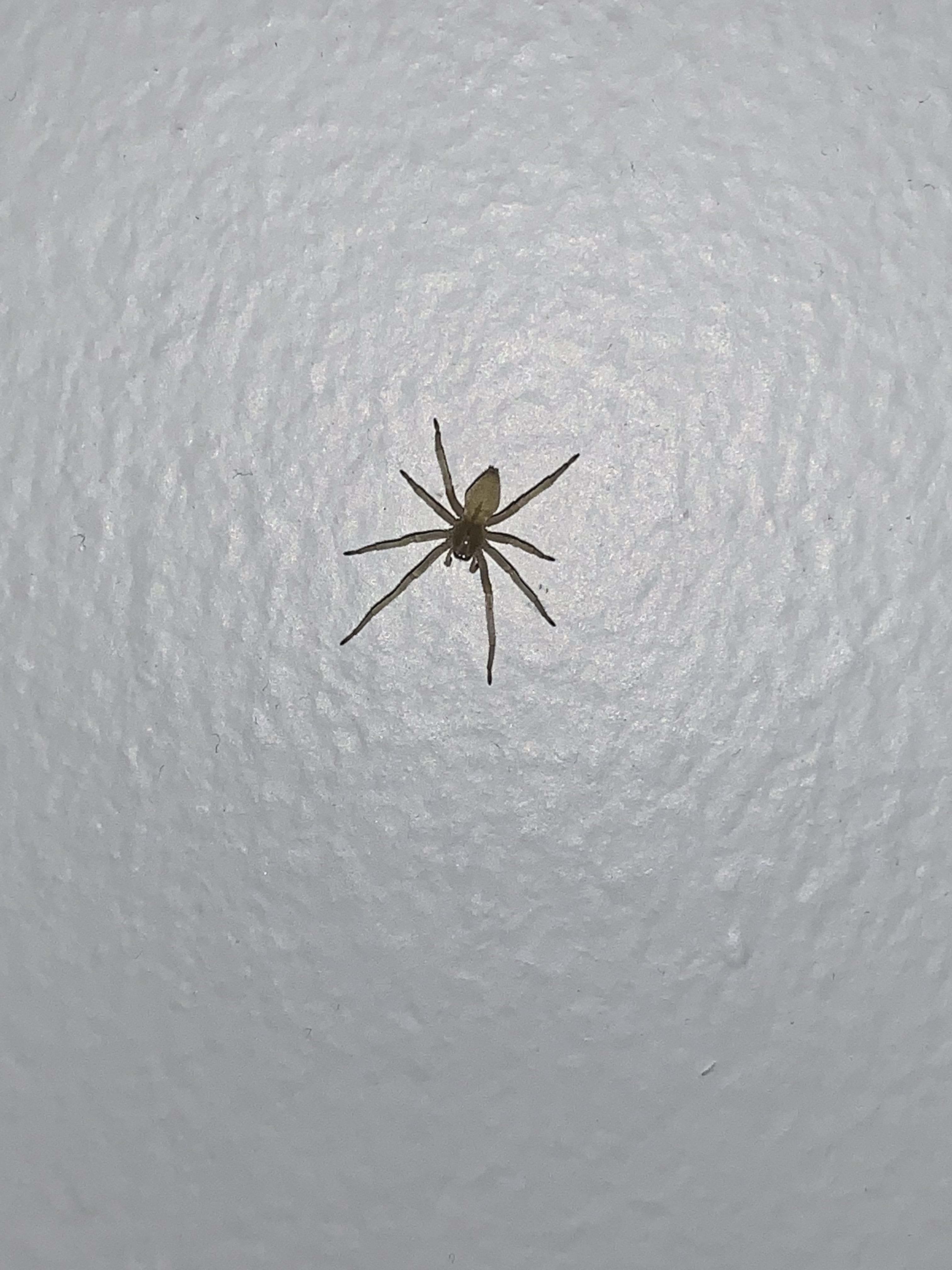 Is this a common house spider or something else (Central Indiana) r
