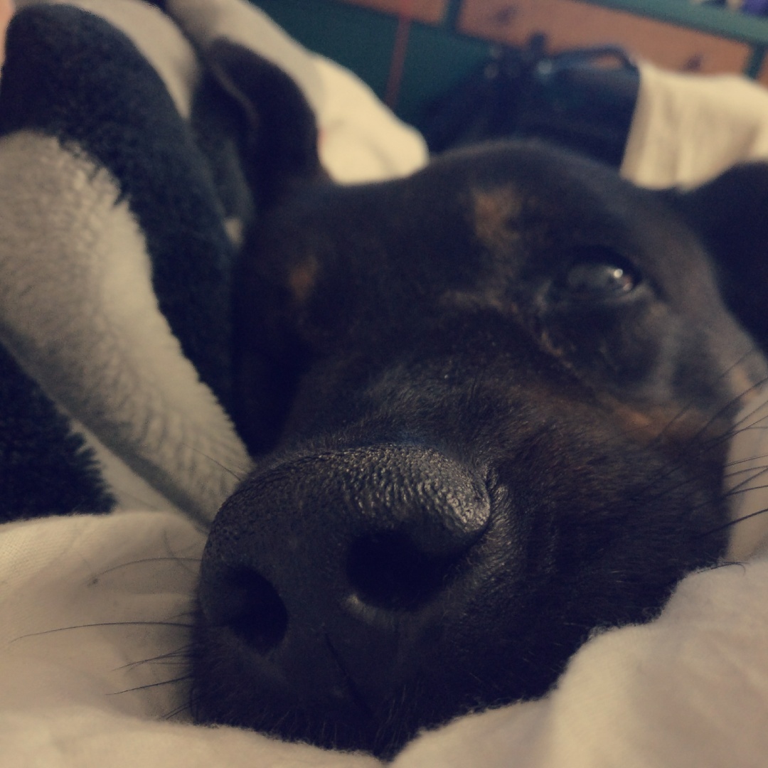 My reactive dog did great at our party last night. There was more