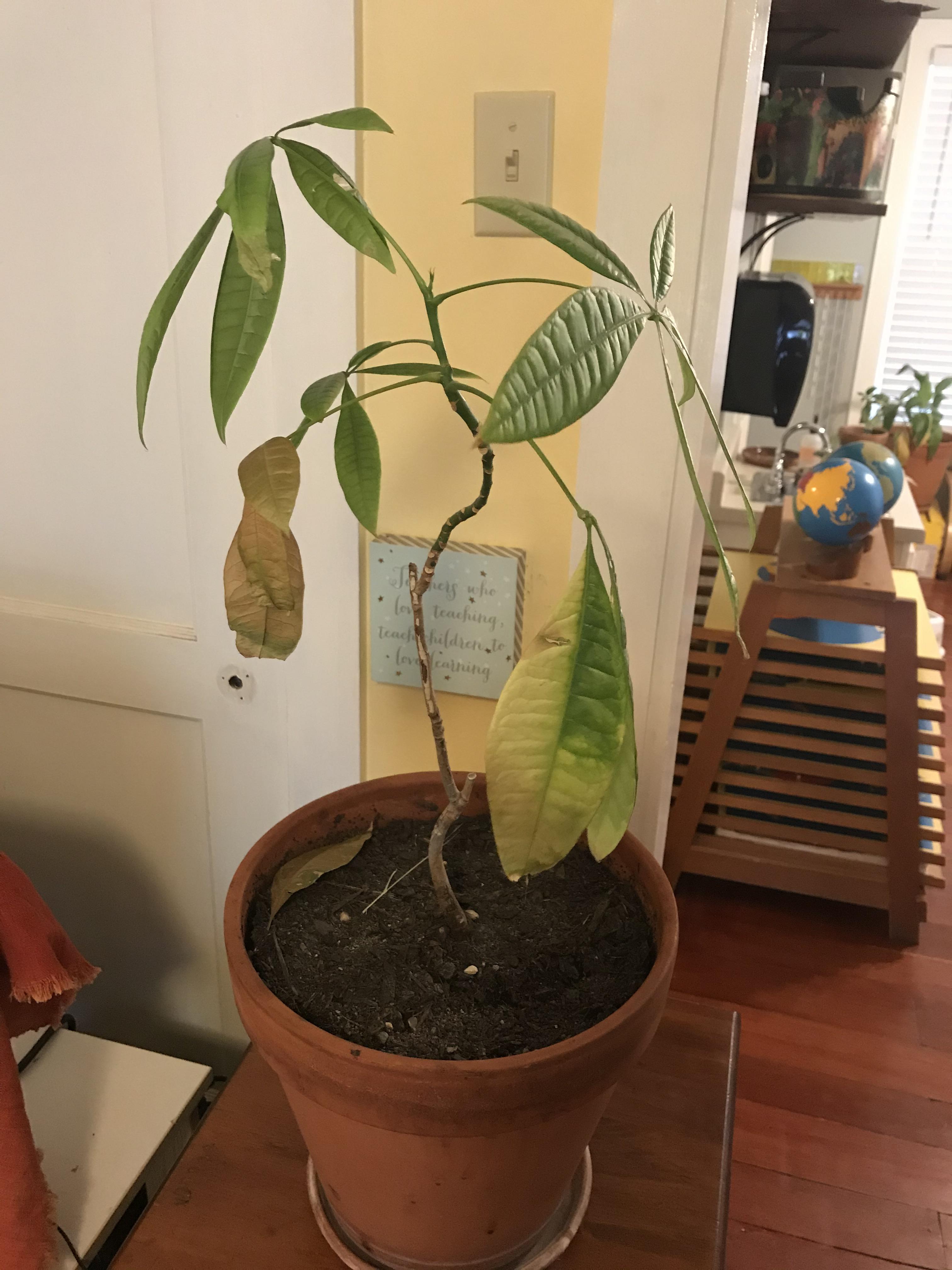 This plant at my job is struggling. Not getting enough sun maybe? I