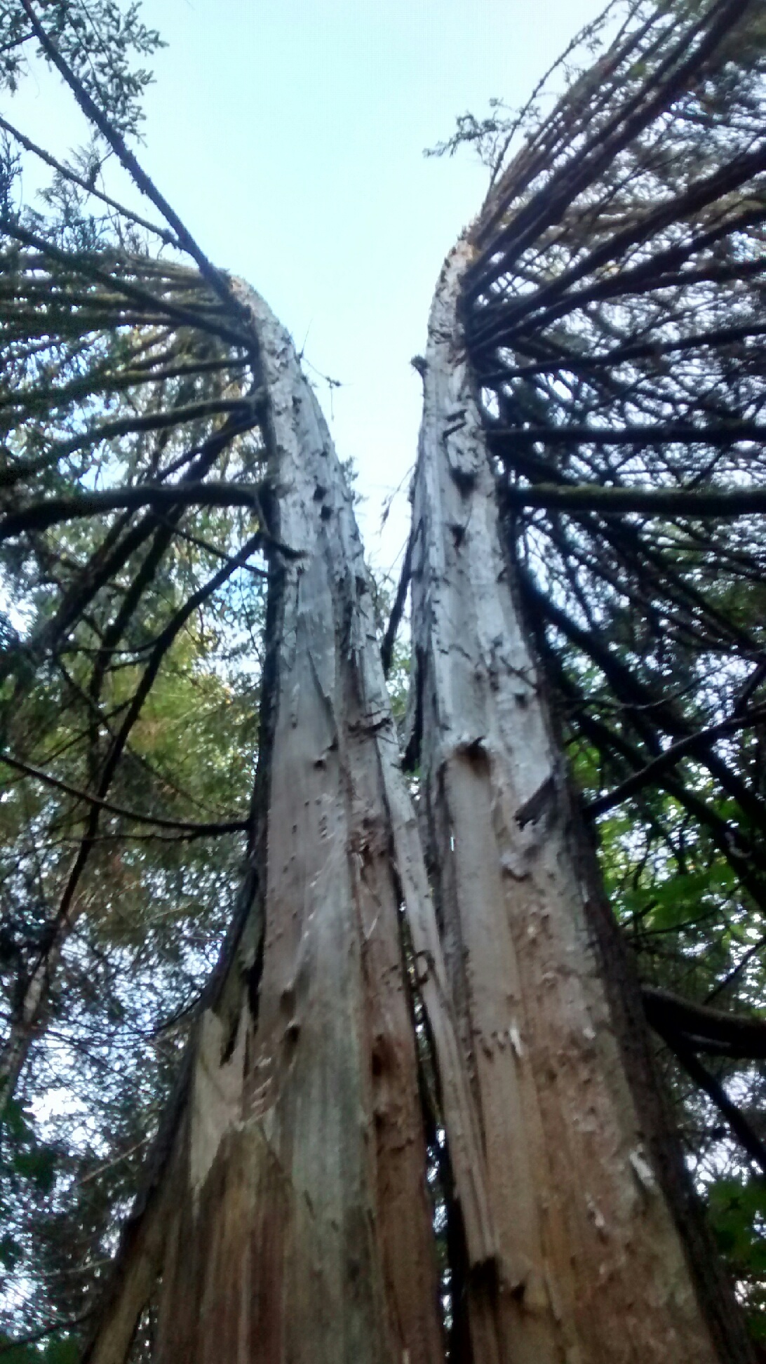 Dead Tree Split By Lightning Tree Splits Lightning vrogue.co