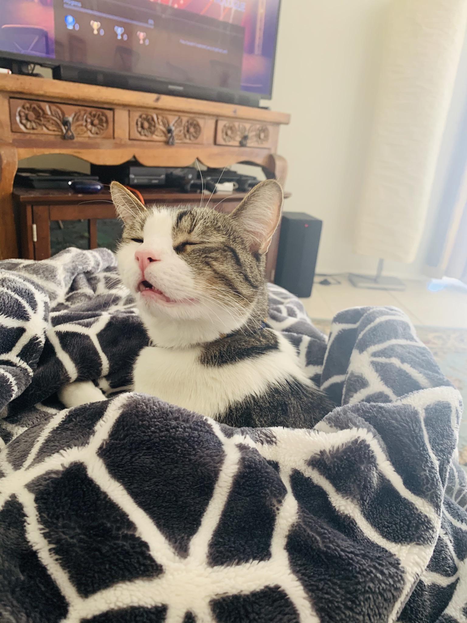 Salmon has allergies and was about to sneeze in this photo. r/aww