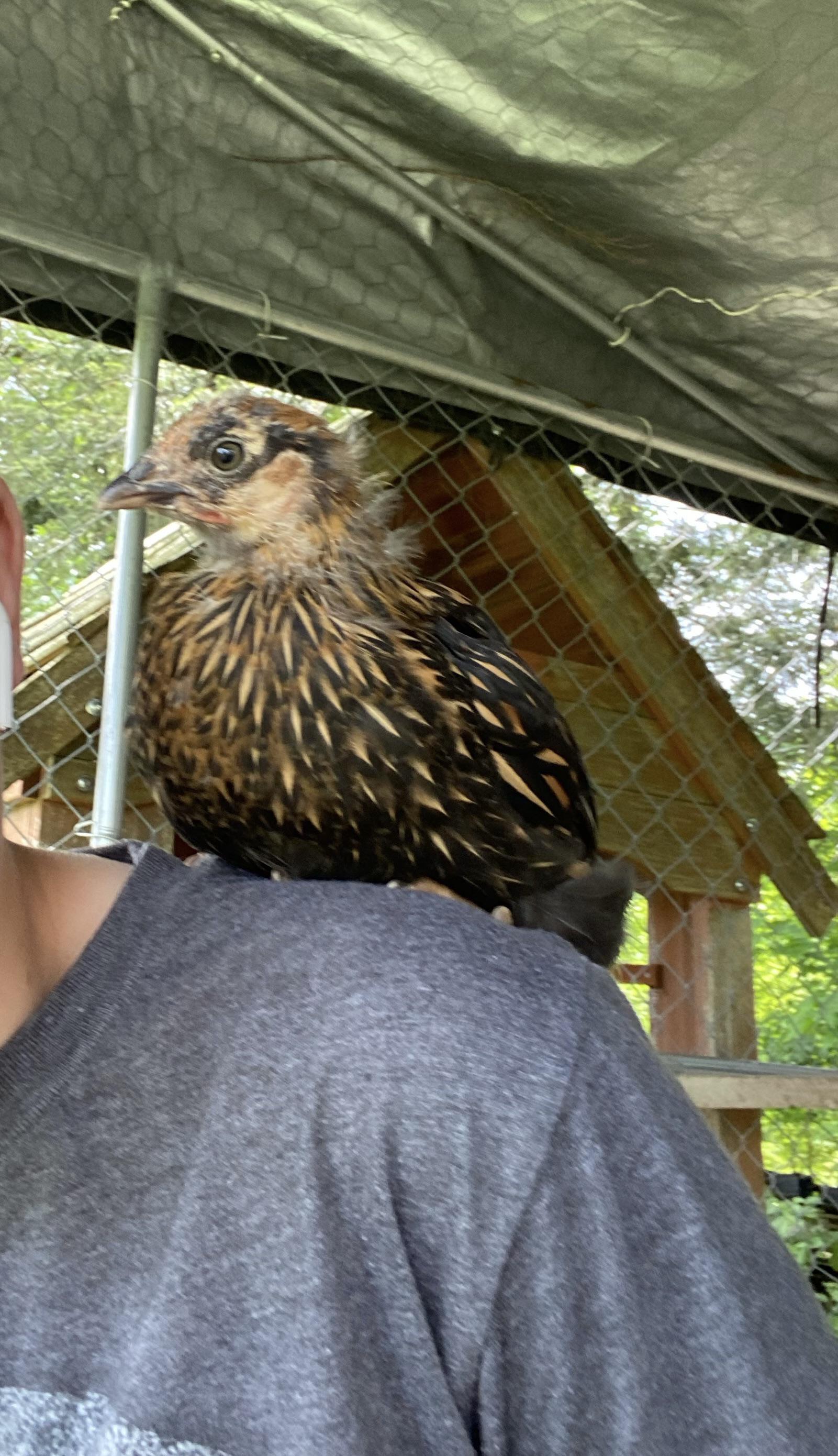 Help identify this chick from Tractor Supply r/BackYardChickens