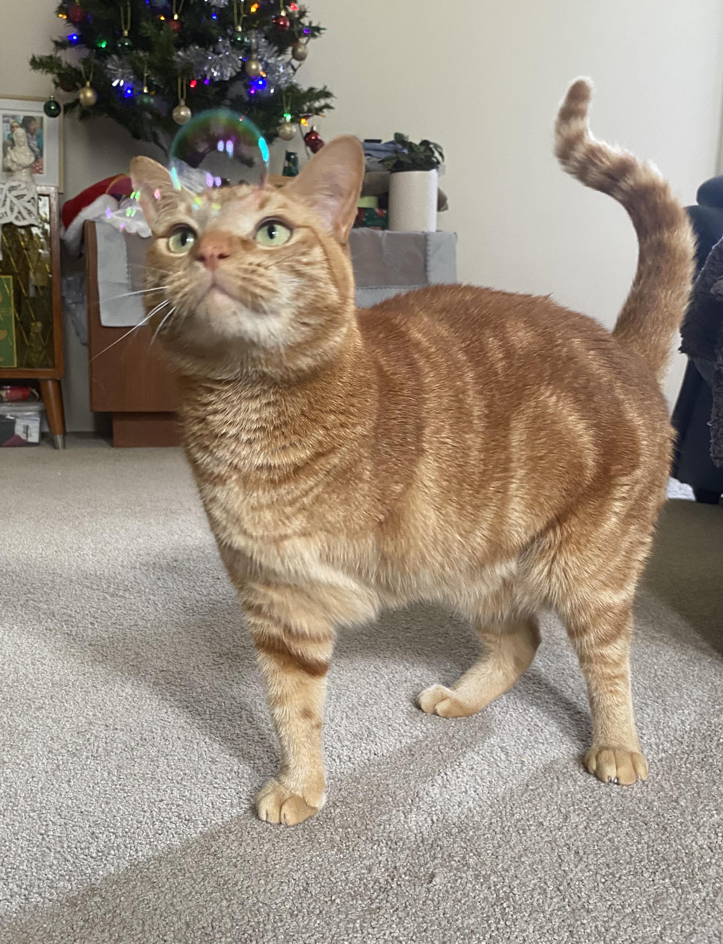 2828 best Rip Grumpy Cat images on Pholder Cats, Tripod Cats and