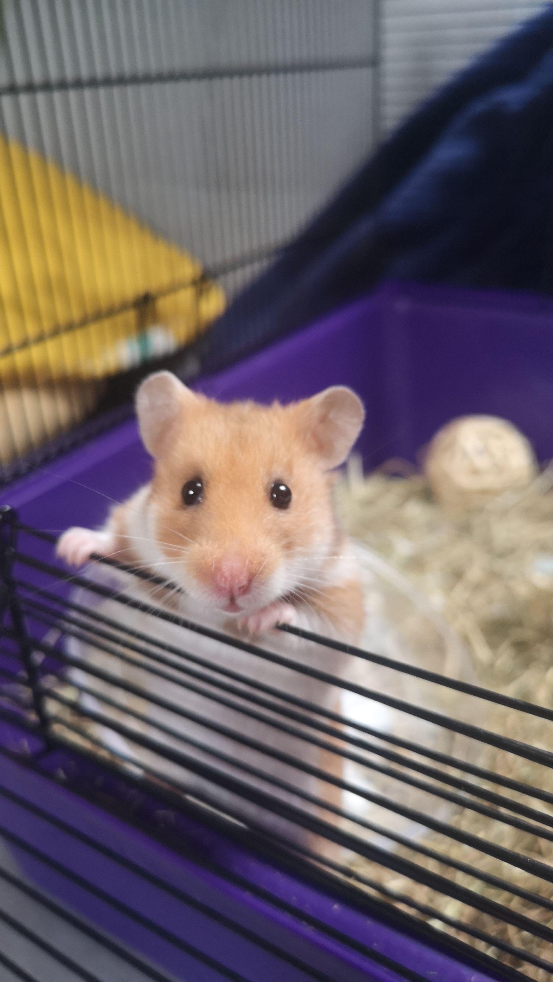 Is Cork bark safe for hamsters? r/hamsters