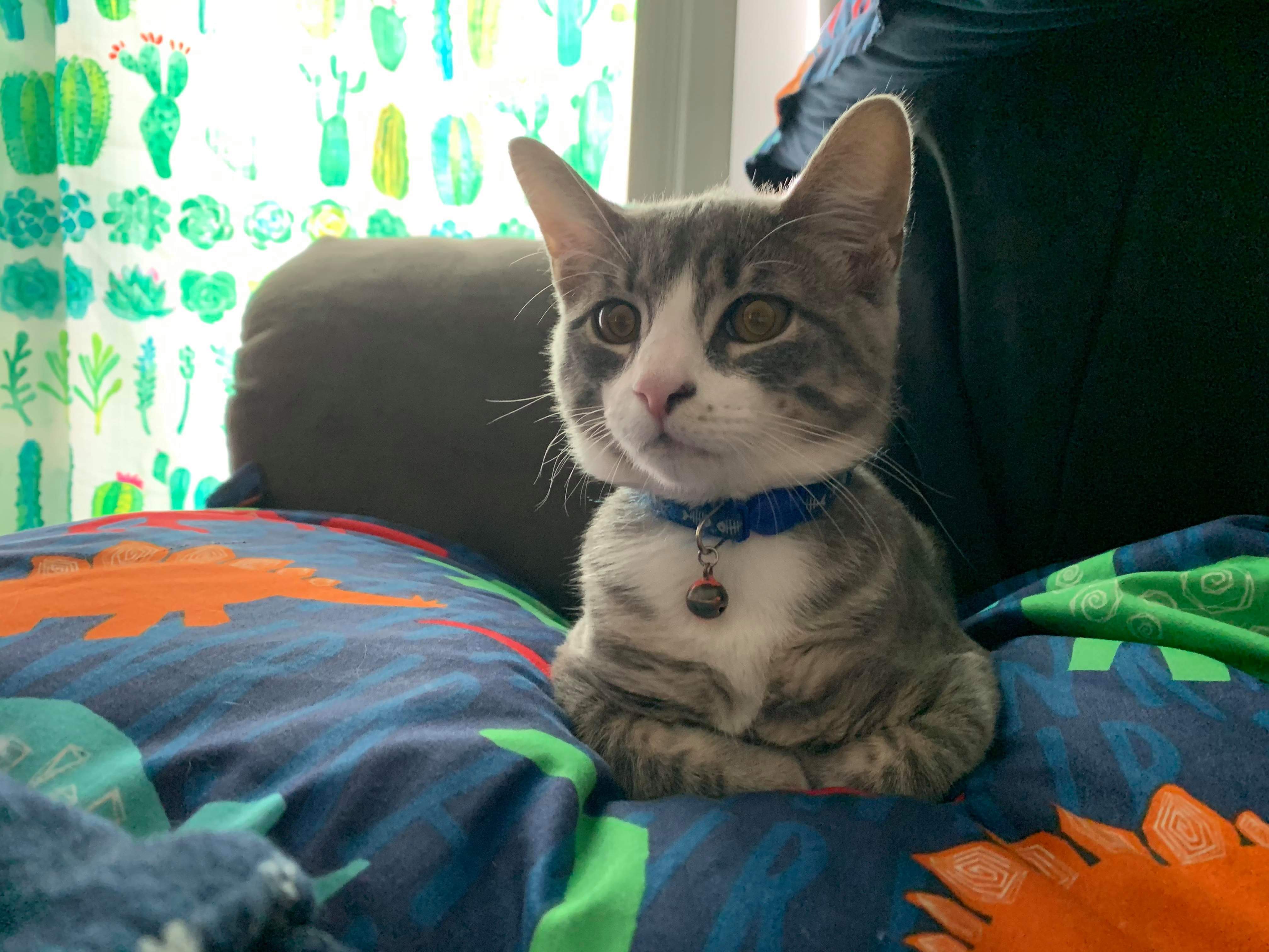 Does anyone else's cat cross their arms when they lie down? r/cats