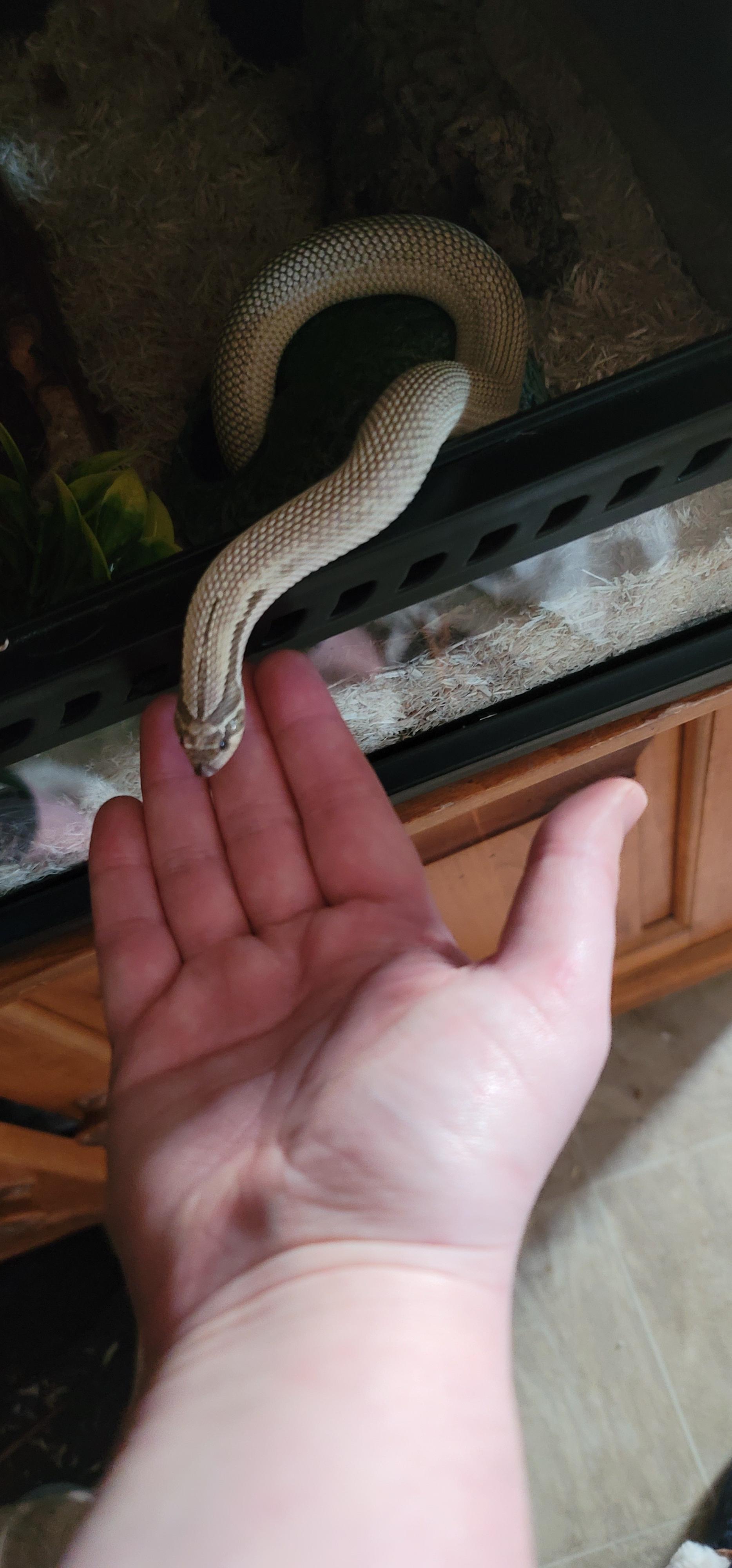 Anybody else have a snake that asks to be held. When she sees me she'll