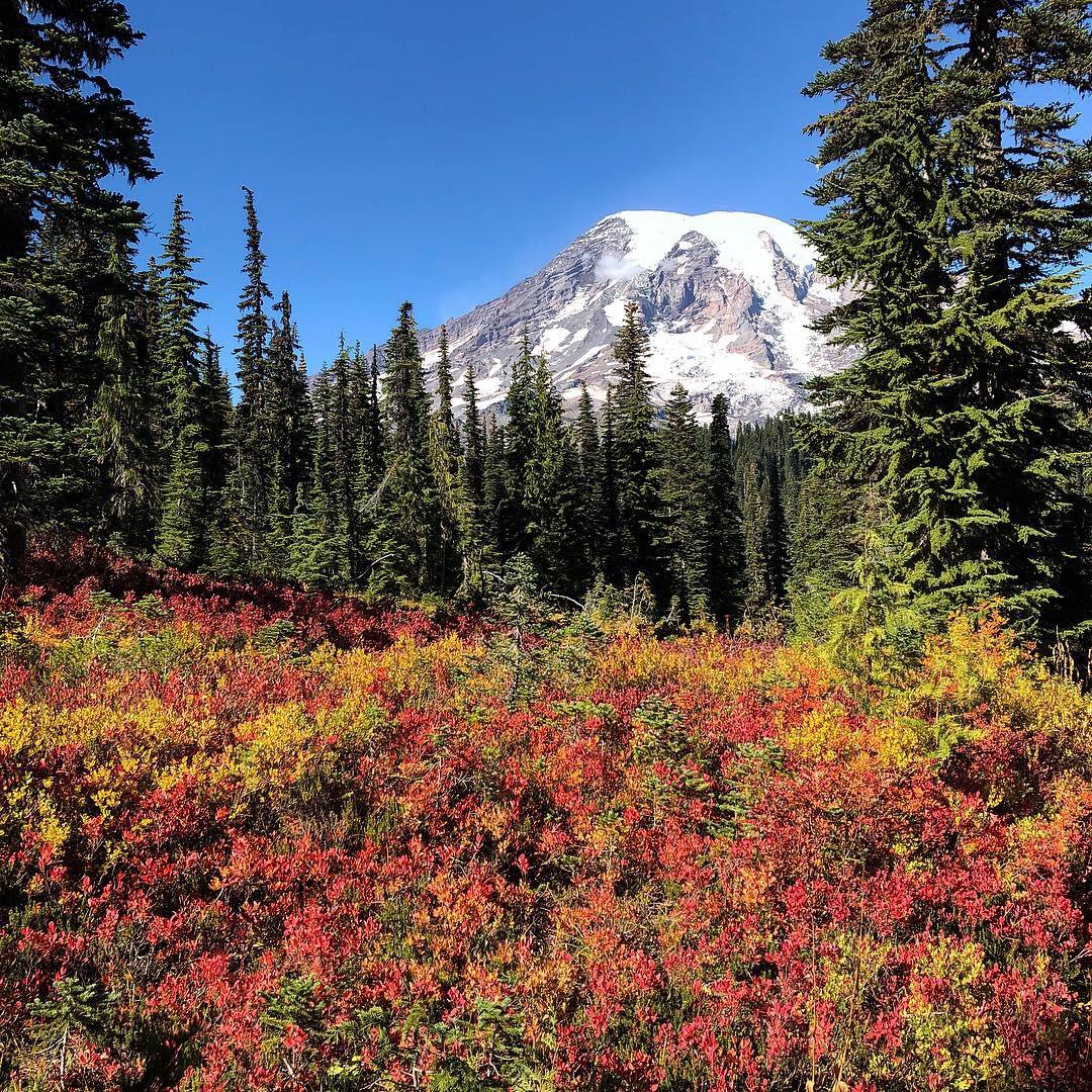 Love this picture I got of Mount Rainier. Washington in the fall is