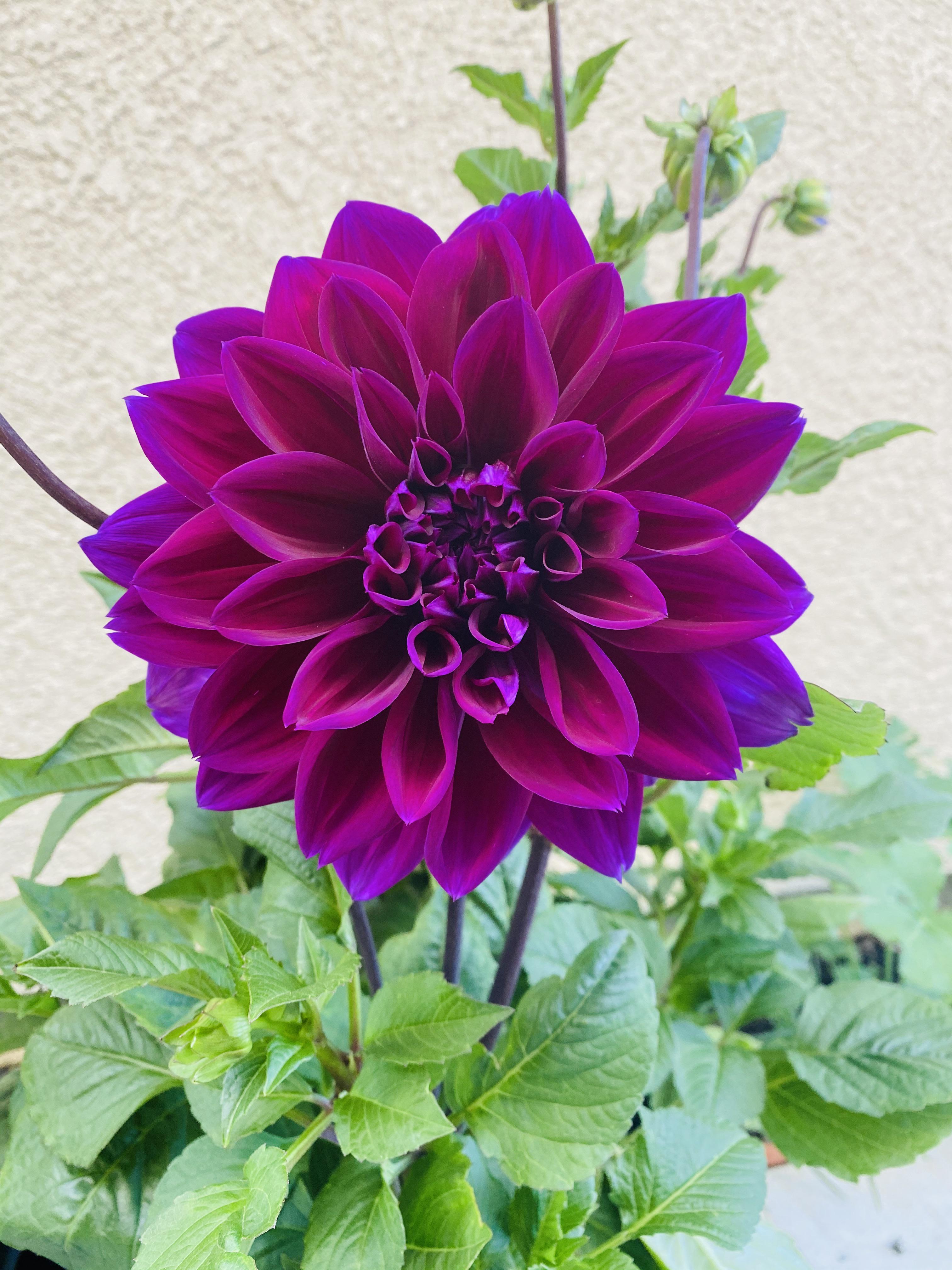Dahlia in my garden r/flowers