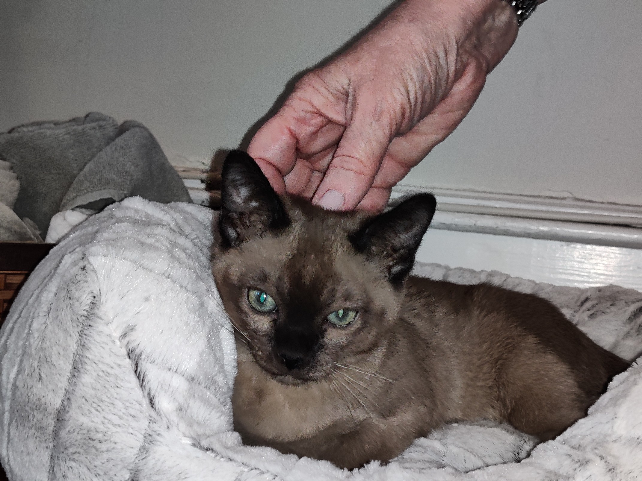 Meet Shiloh! He's my new 3month old kitten. Still kinda scared of