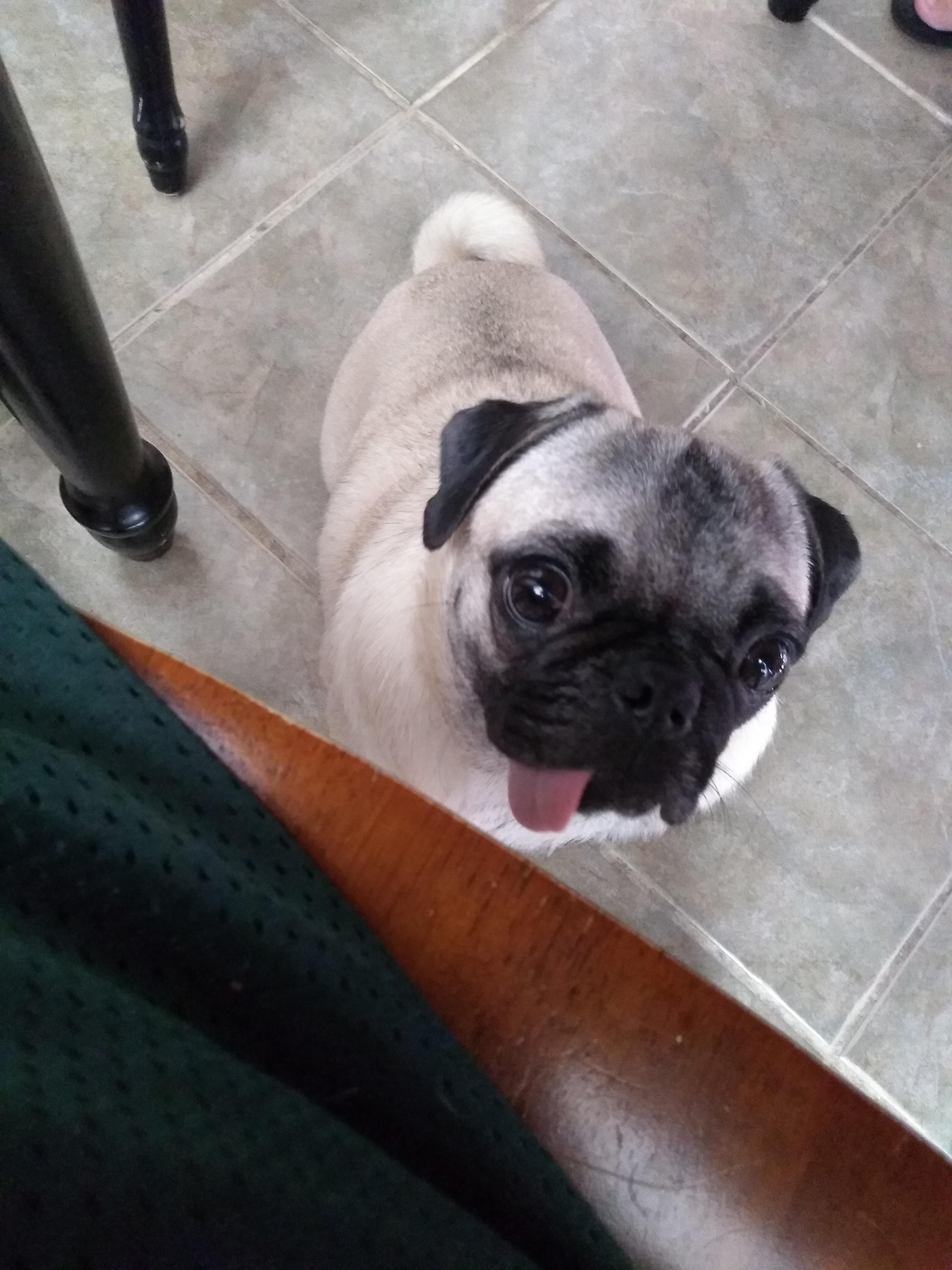 1 year old r/pugs