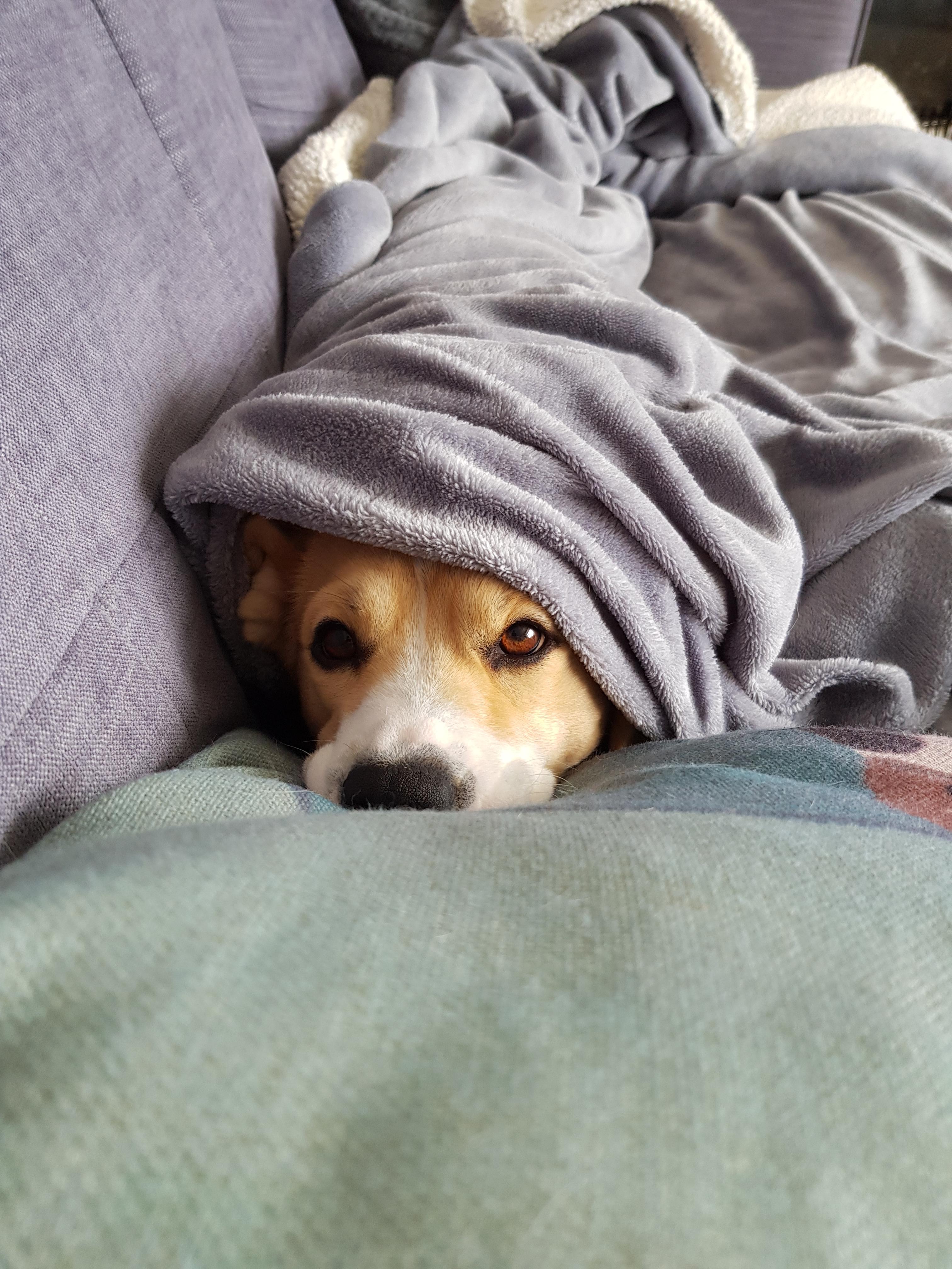 Meet Betty. She loves her blankets. r/aww