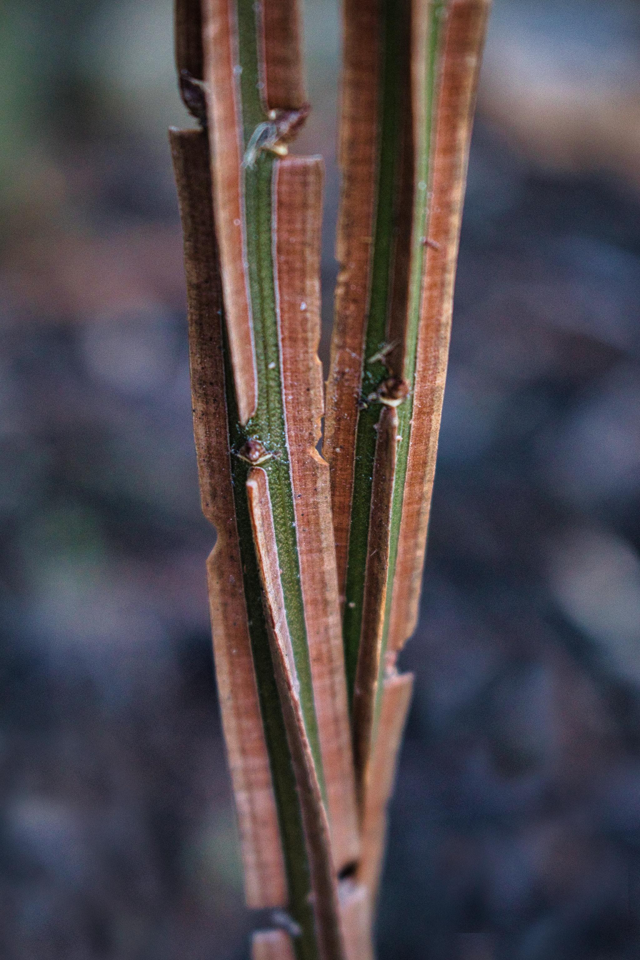 Burning Bush bark r/gardening