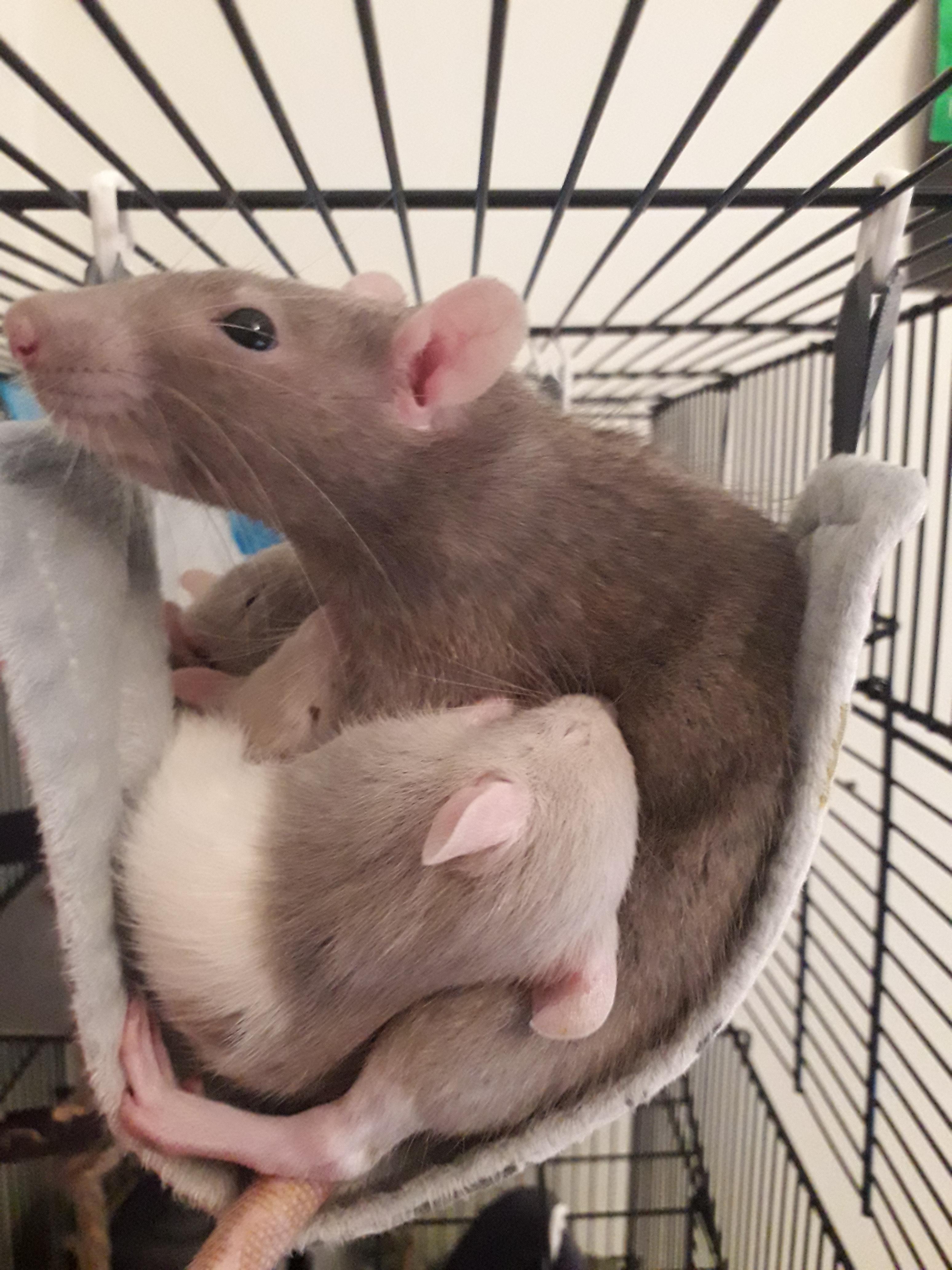 Mama rat nursing her big babies! 4 weeks old tomorrow. r/RATS