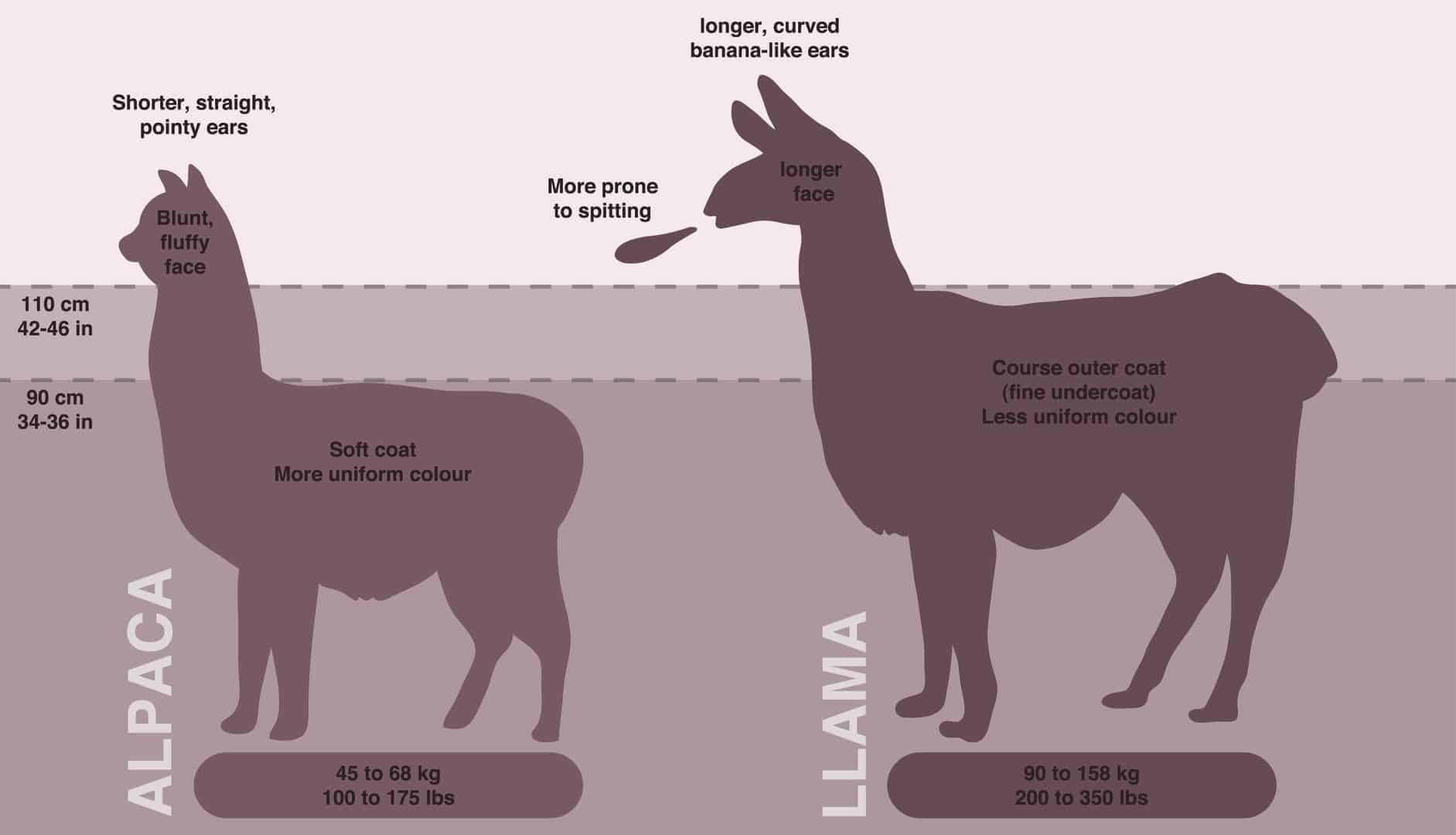 Llama versus Alpaca r/coolguides