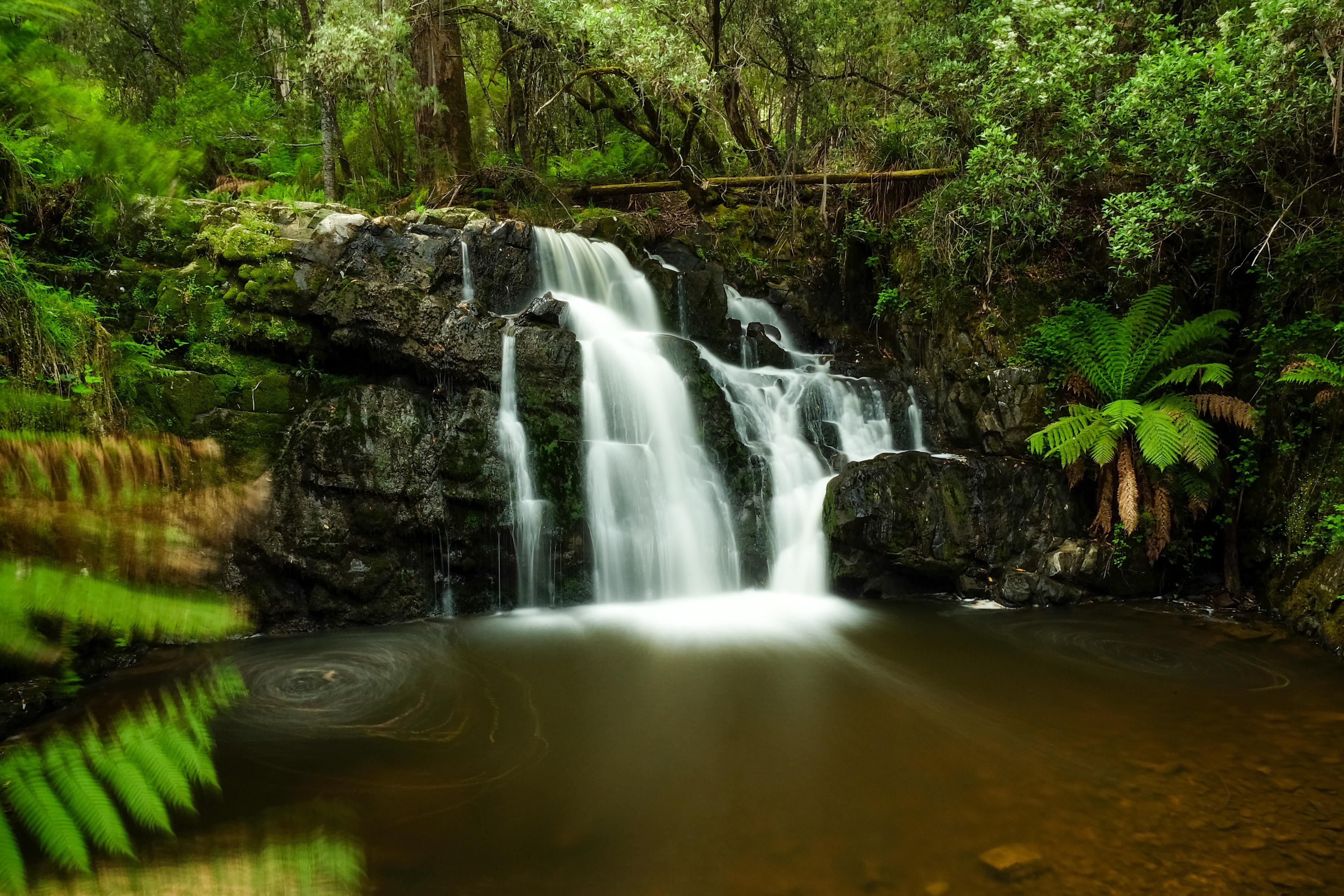 A temperate rainforest waterfall in Tasmania, Australia [4084 x 2724