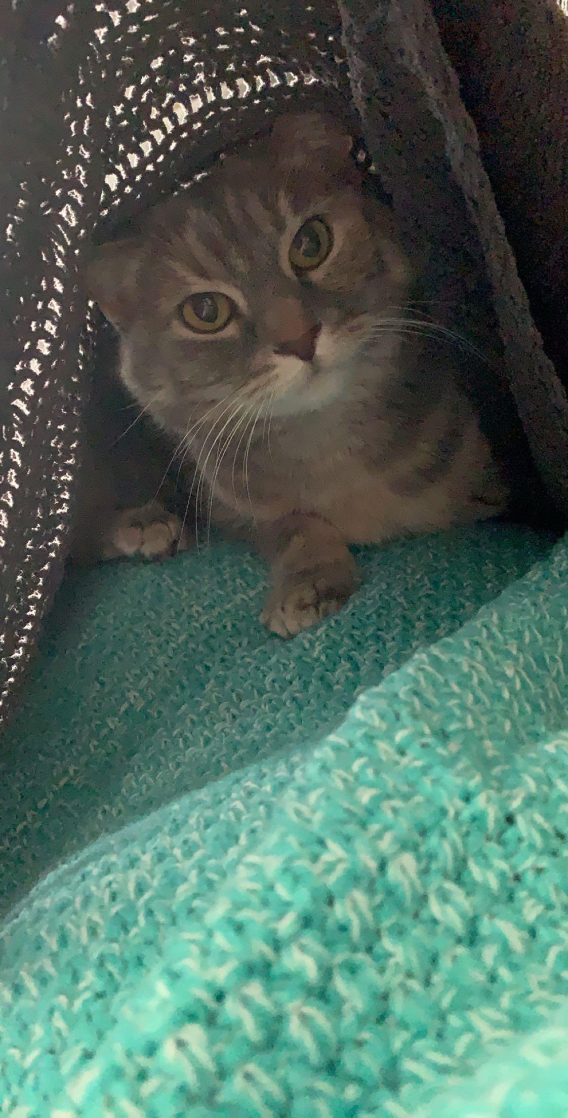 My cat loves blankets. I got a mermaid tale blanket for my birthday