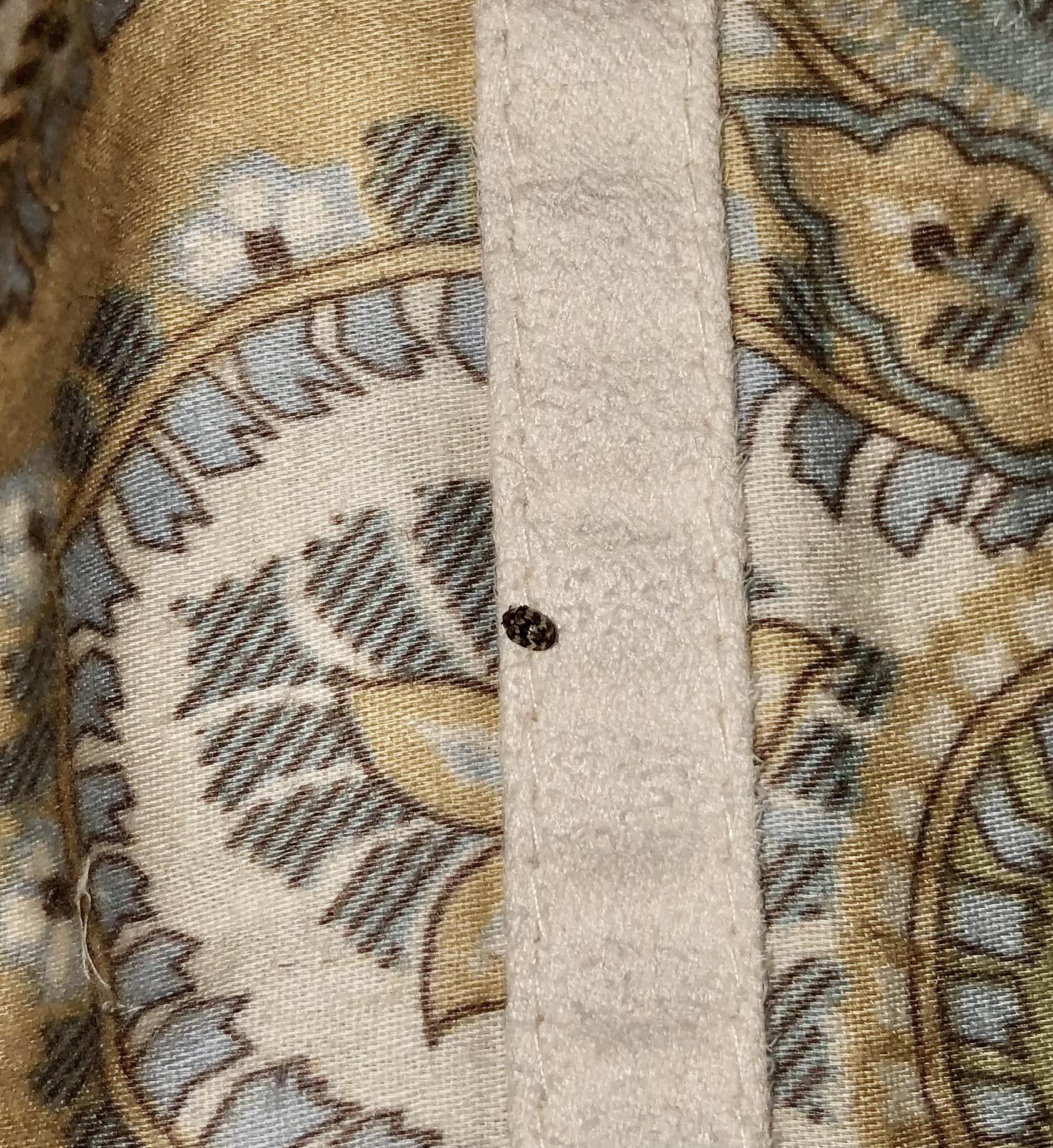 Is this a bed bug? I found it on my comforter and am about to freak out