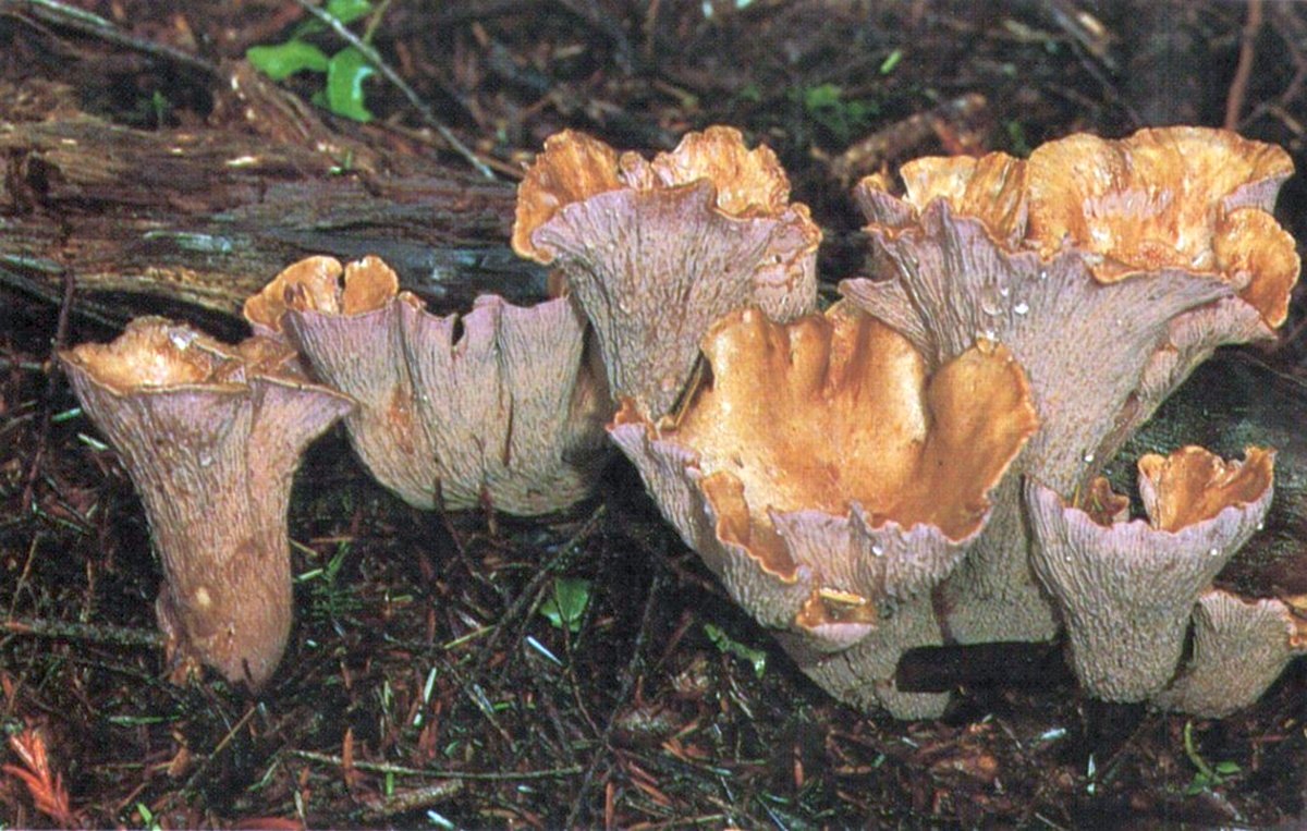 Pig’s Ears (Gomphus clavatus). (Image David Arora).. r/Fungi