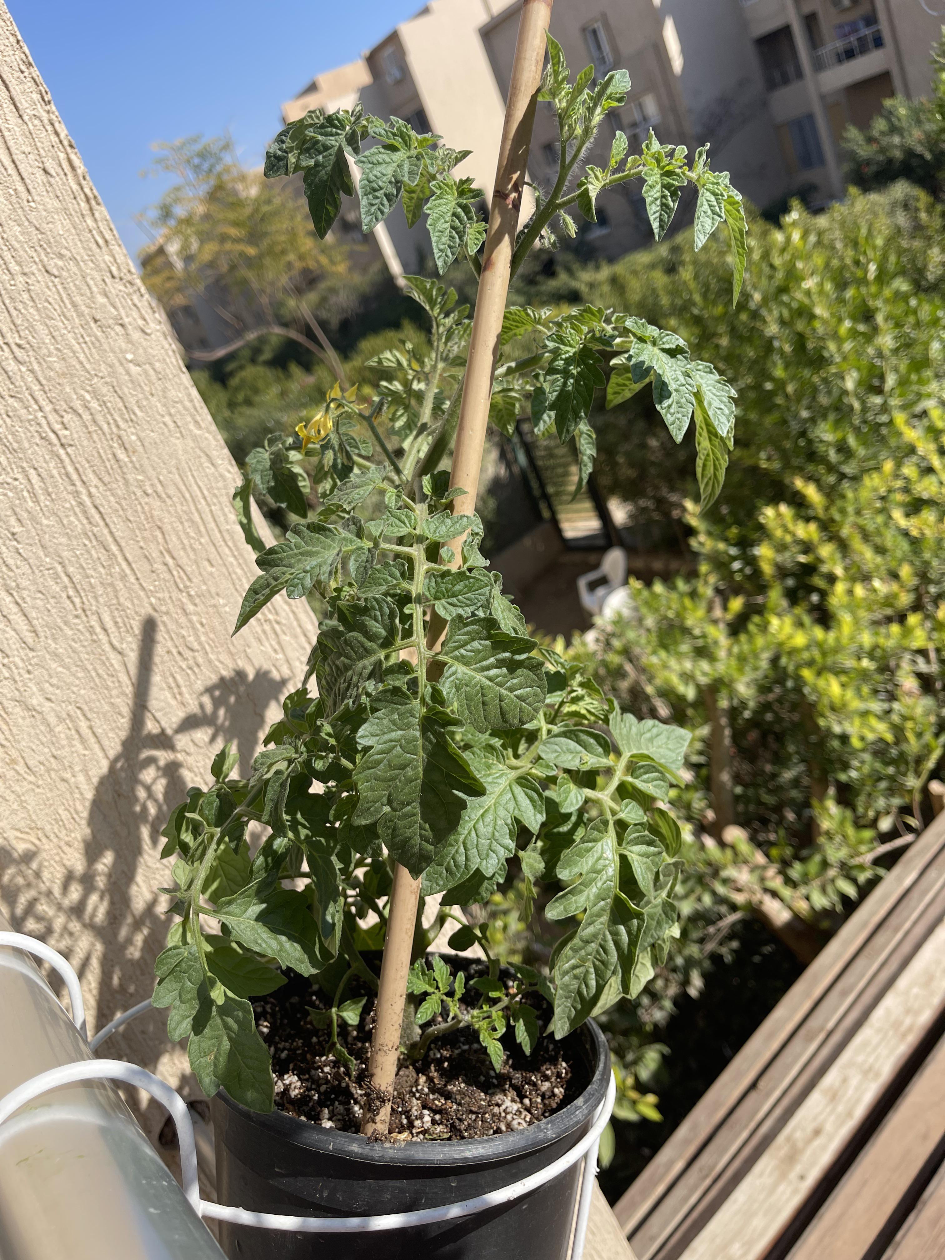 Any tips to make my cherry tomatoes grow more/yield more? The package