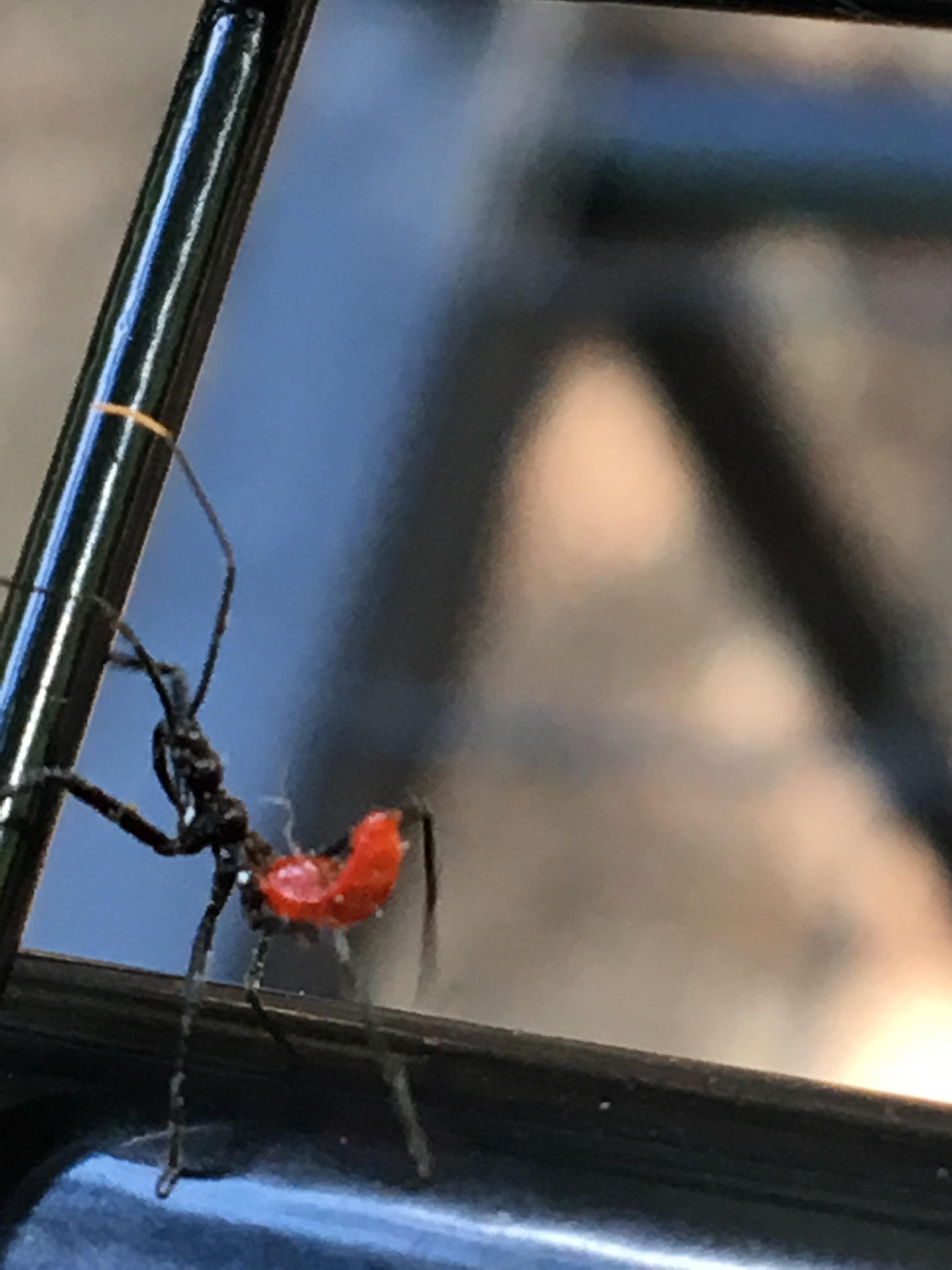 Nymph ( Juvenile) Assassin Bug. From pictures I found I think it is a Wheel Bug? Not 100 sure