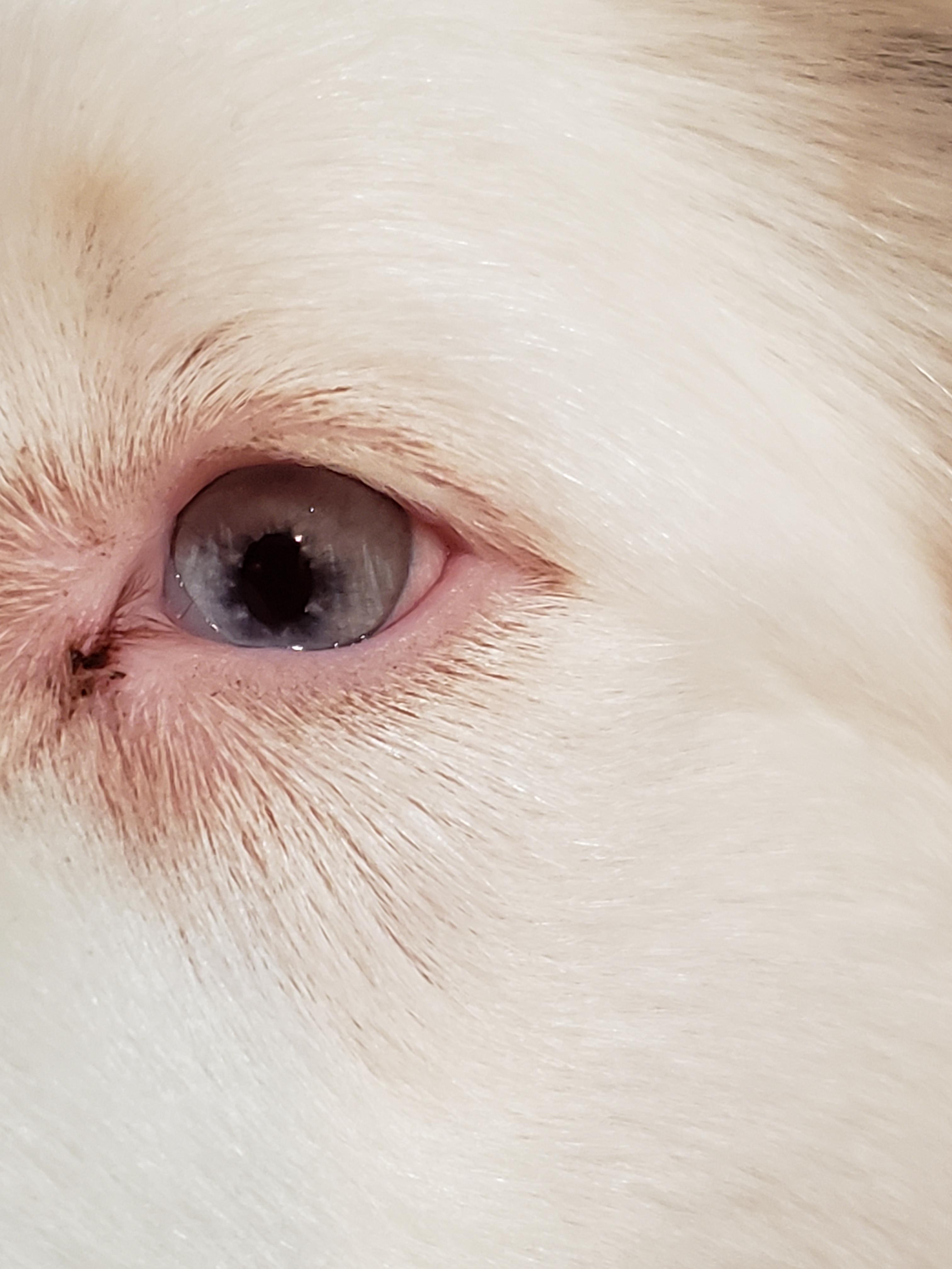 My dog's pupils aren't round! r/eyes