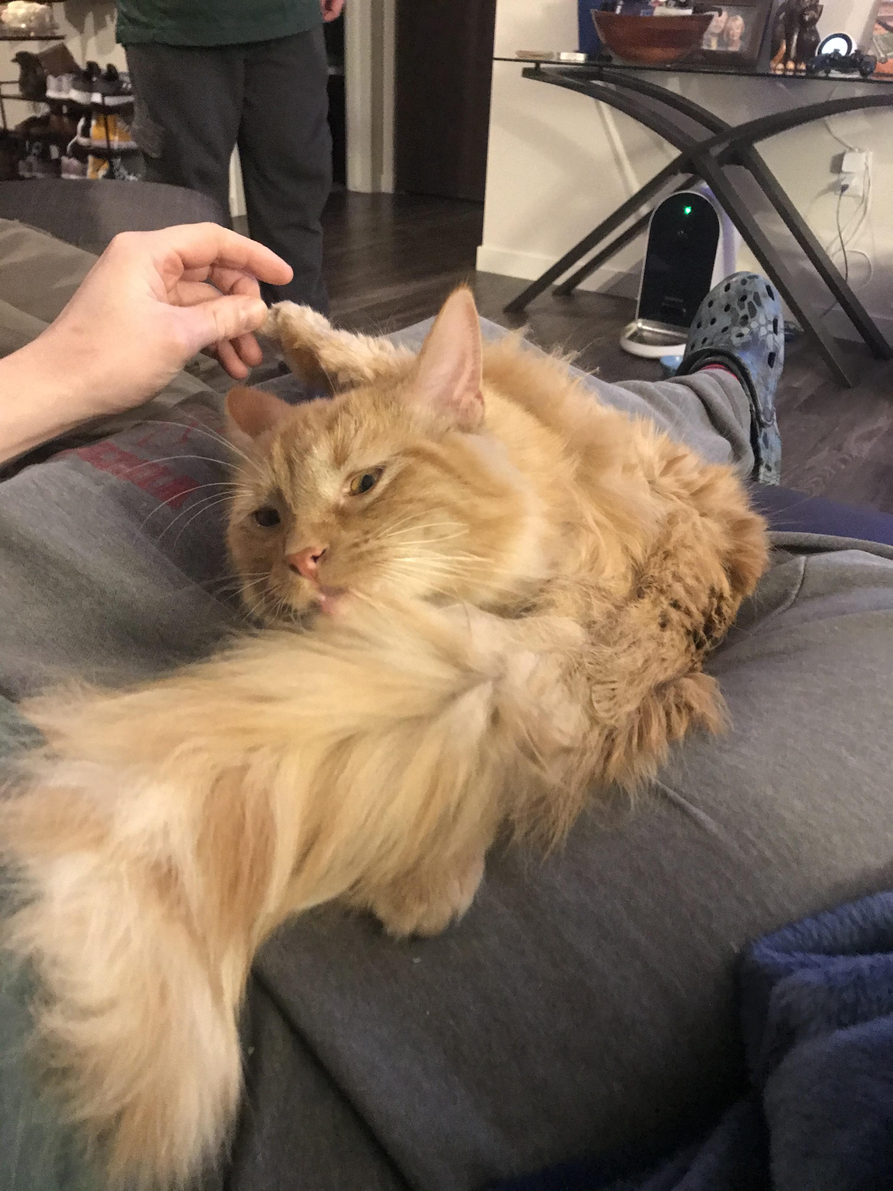 Cat.exe is not responding r/StoppedWorking